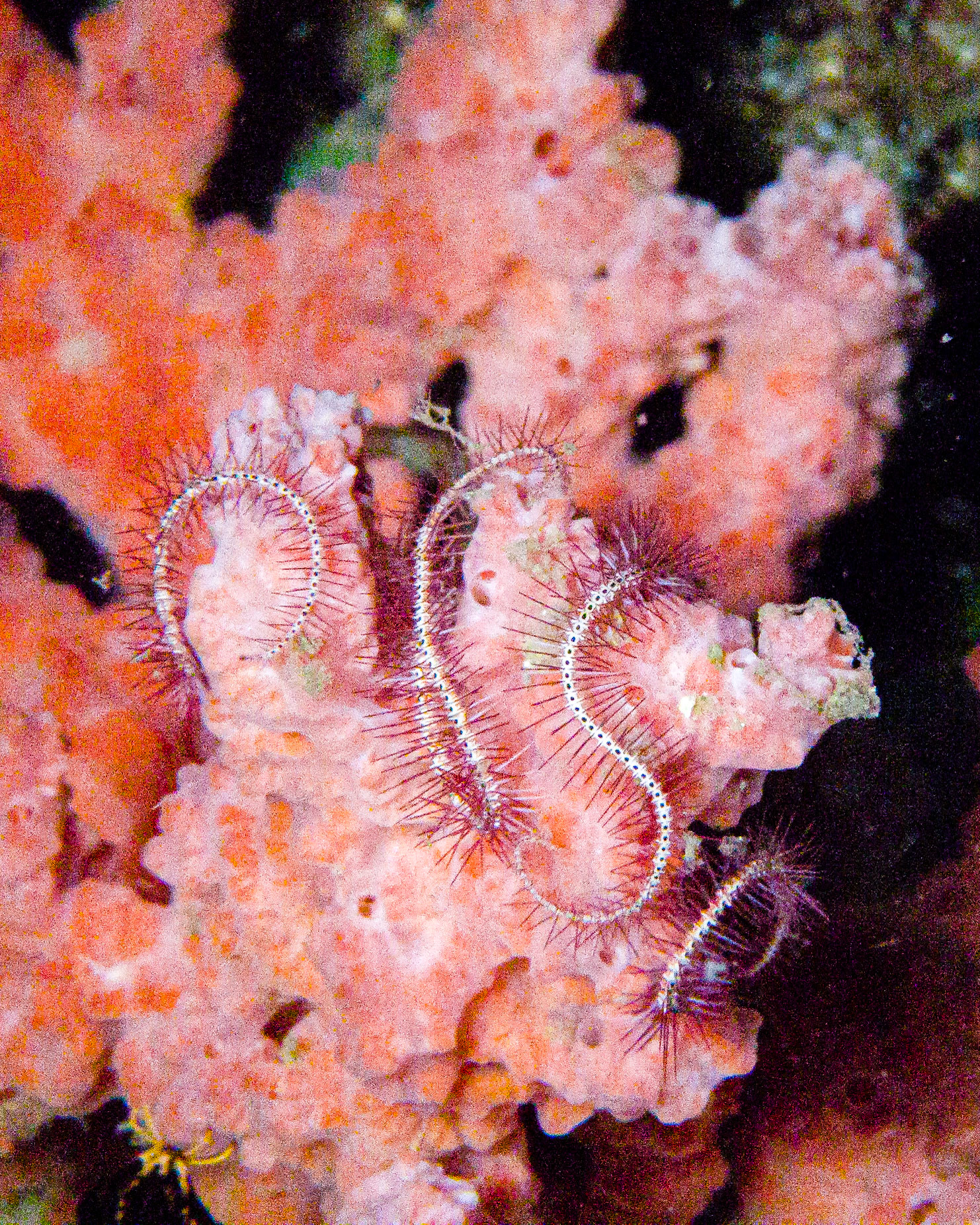 brittle star, Indonesia