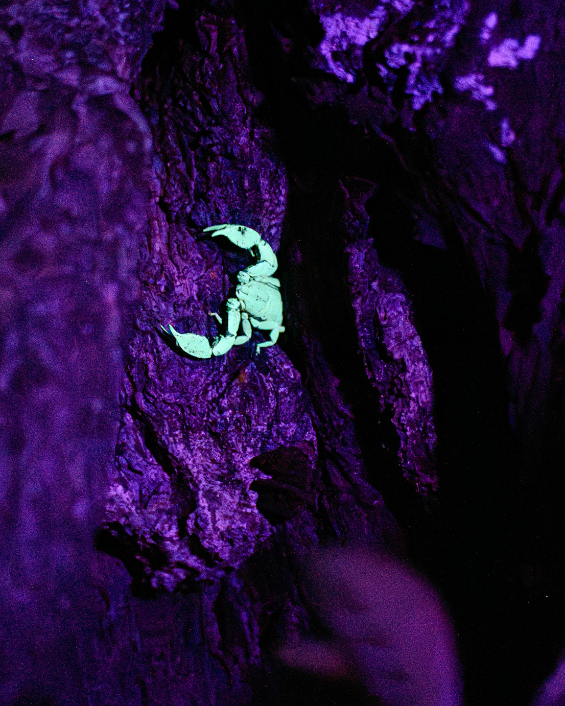 Tree scorpion, Indonesia