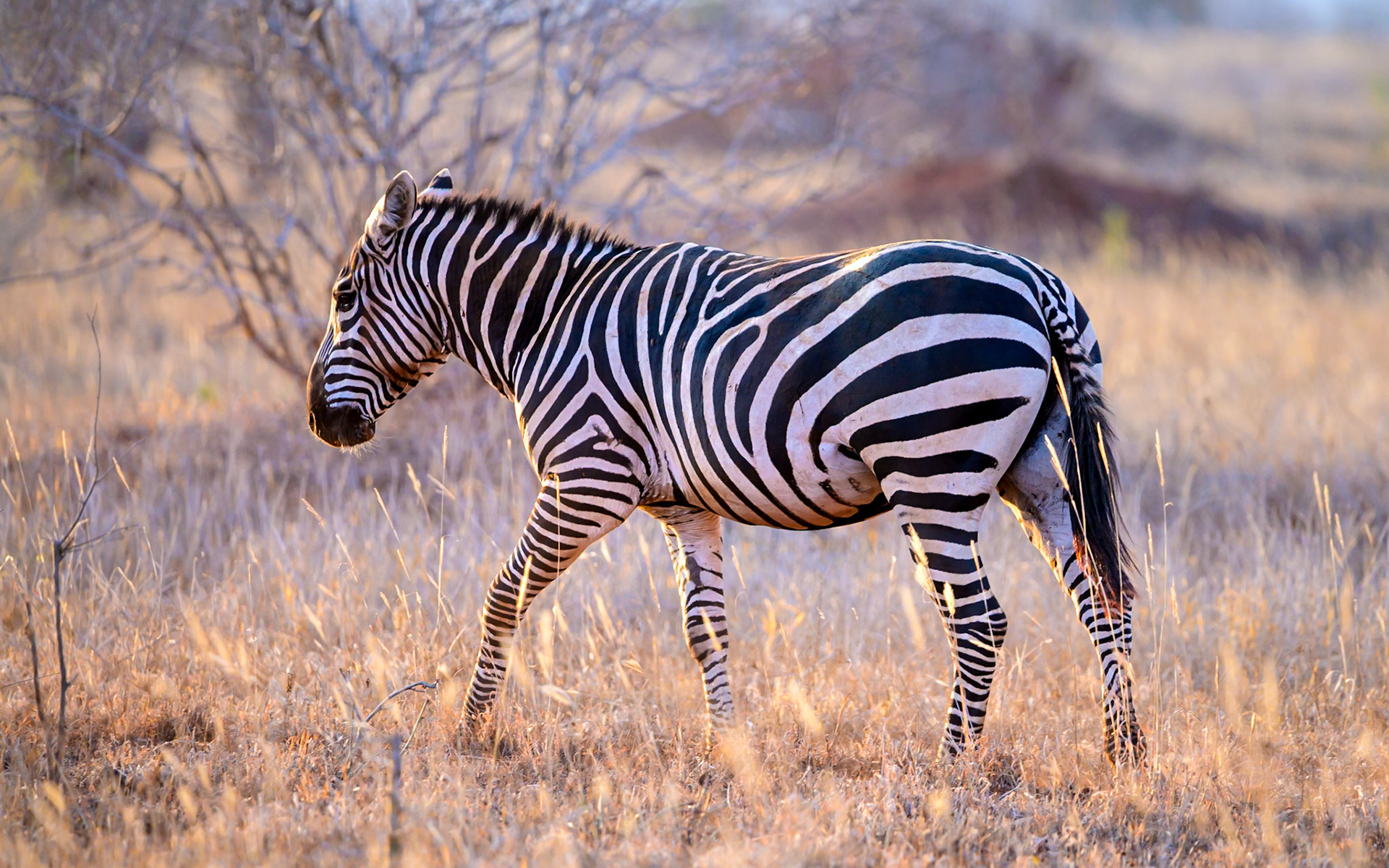 Plains zebra walking, Kenya