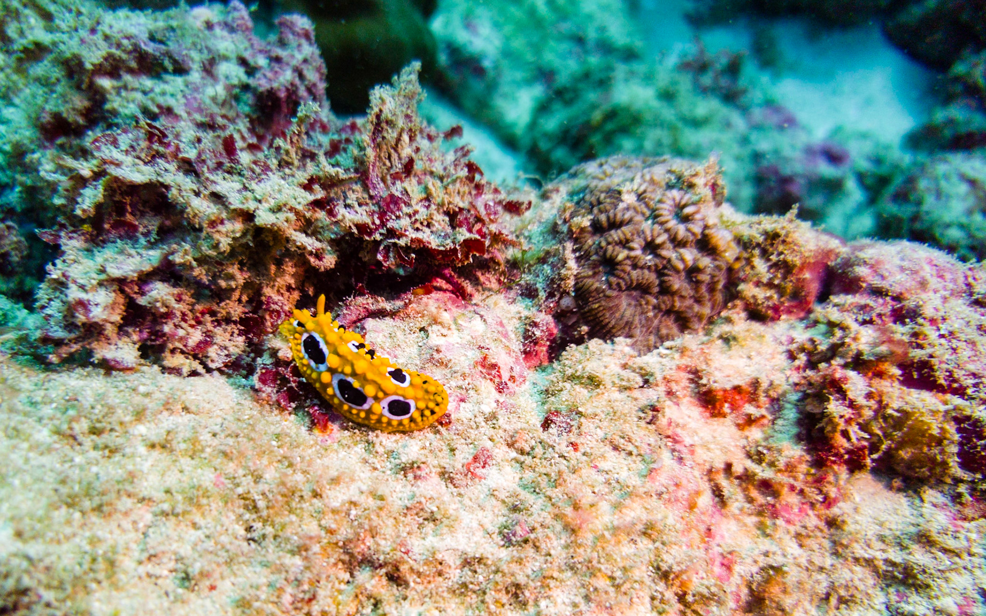 Phyllidia Ocellata nudibranch, Kenya