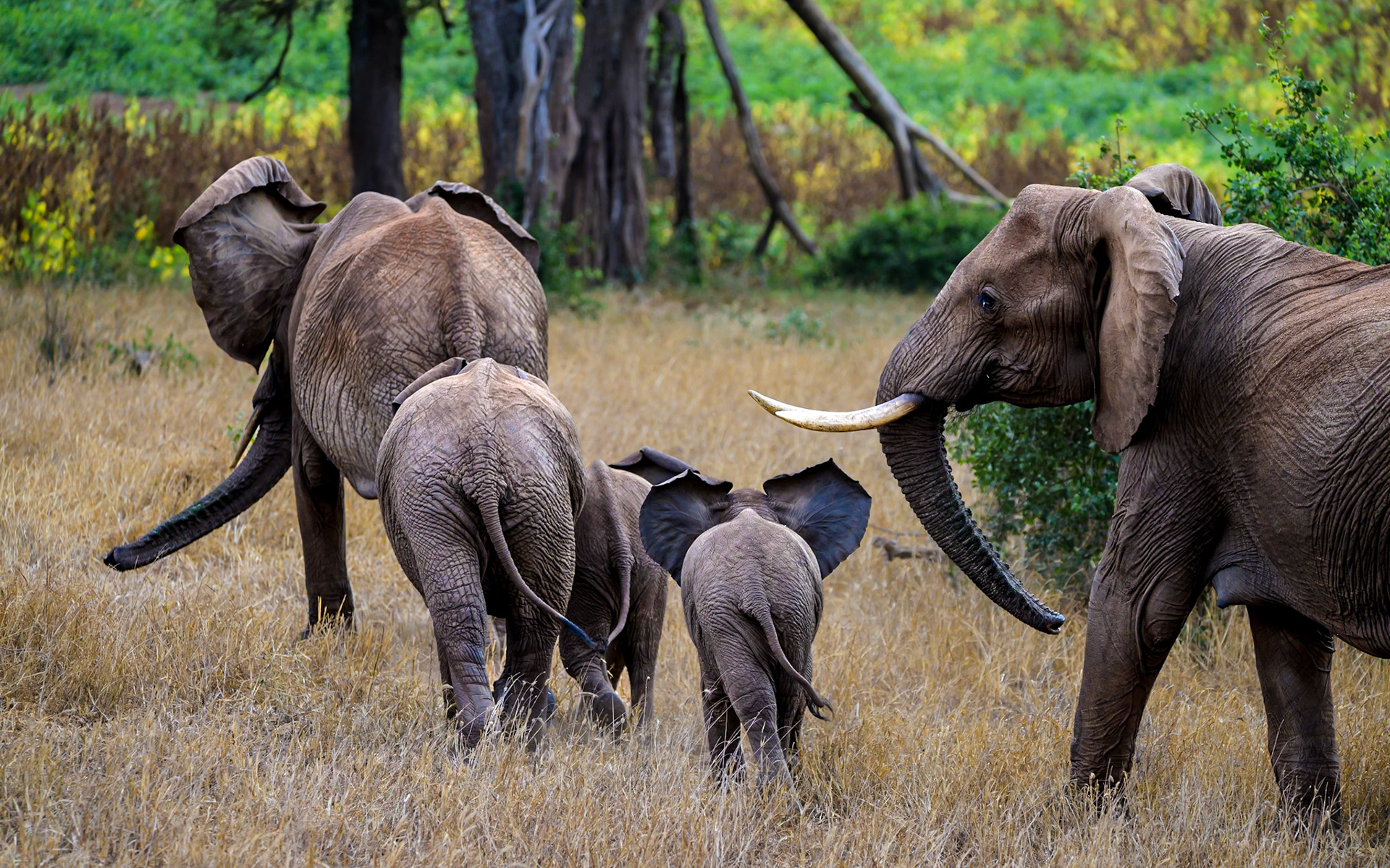 Elephants on the run, Kenya
