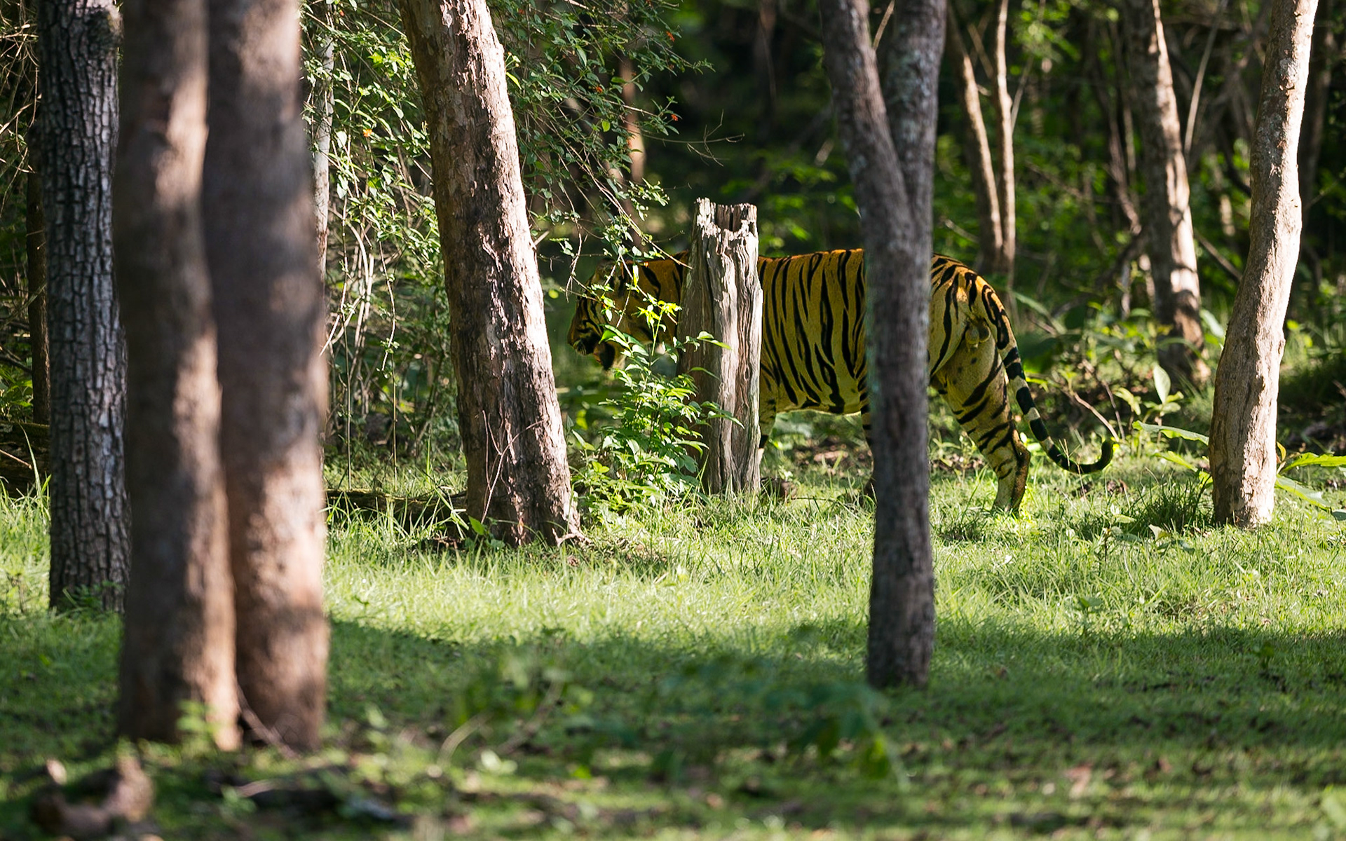 An elusive Bengal tiger, India