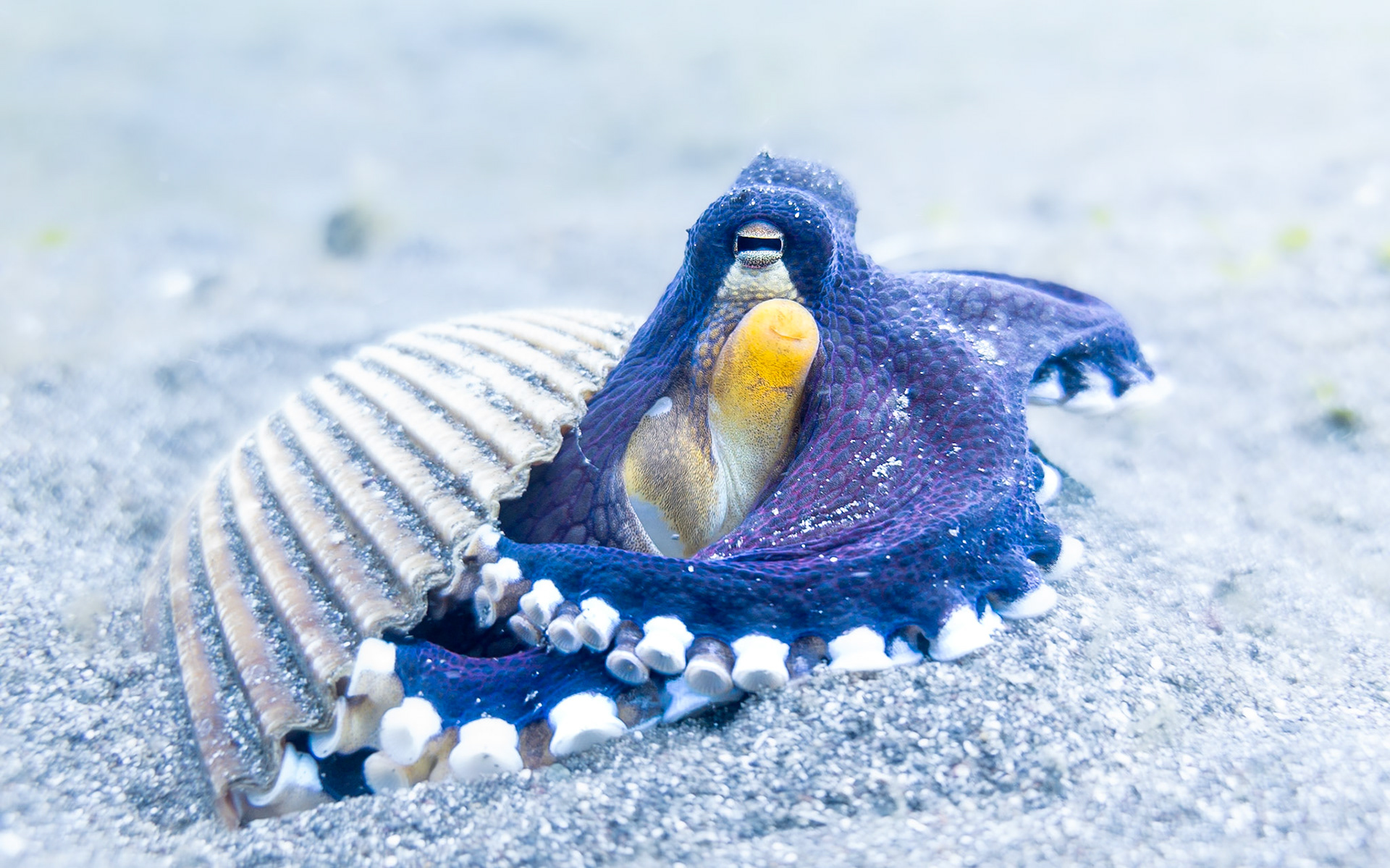 coconut octopus, Indonesia