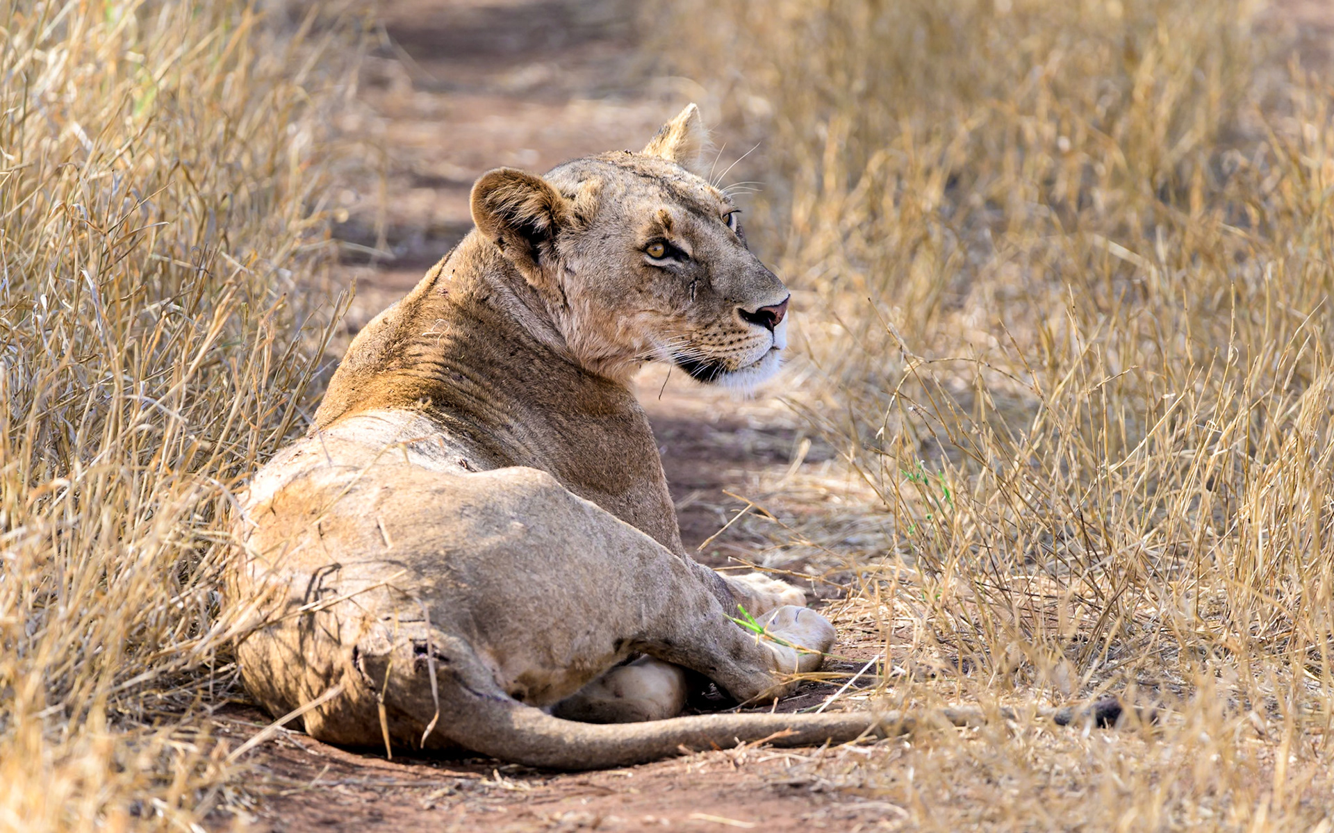 Black-maned lioness, Kenya
