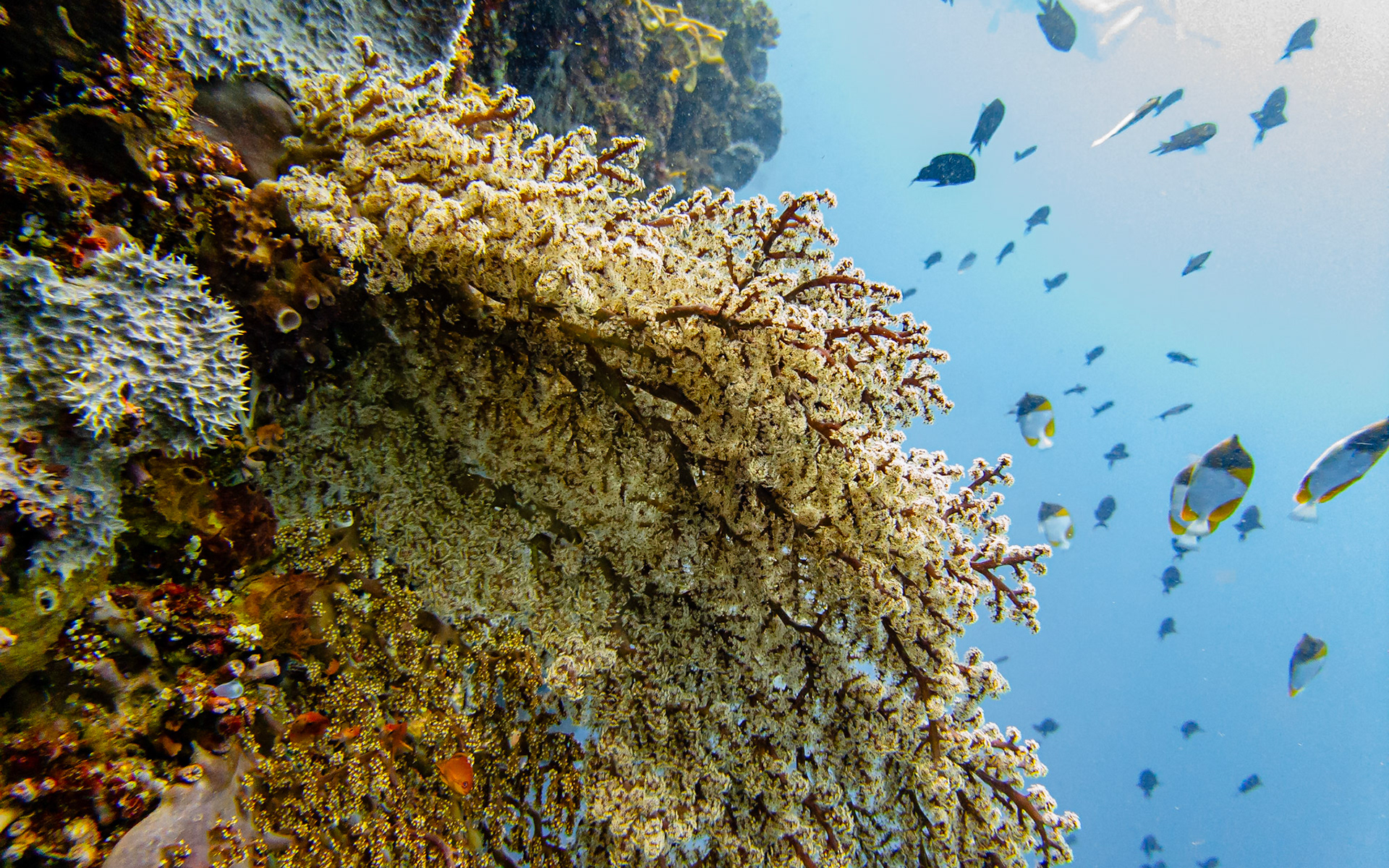 Cherry tree coral, Indonesia