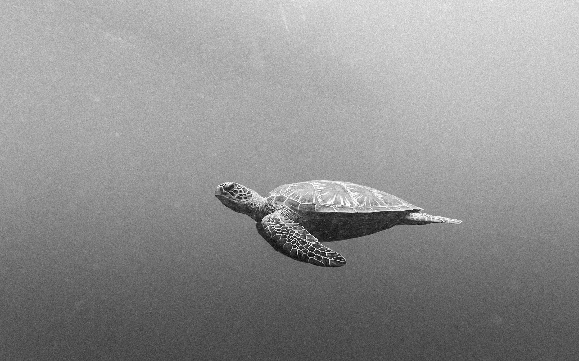 Green sea turtle, Indonesia