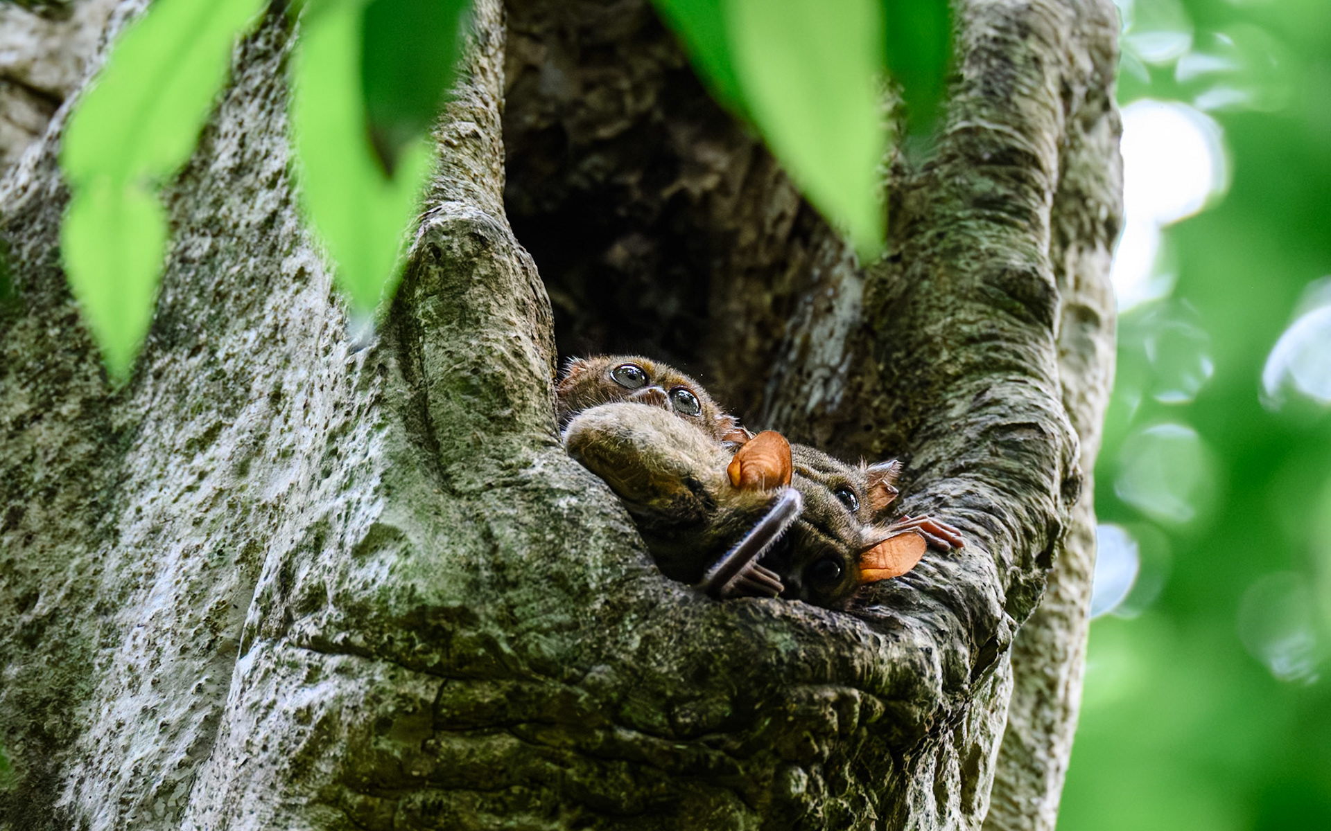 Spectral tarsier, Indonesia