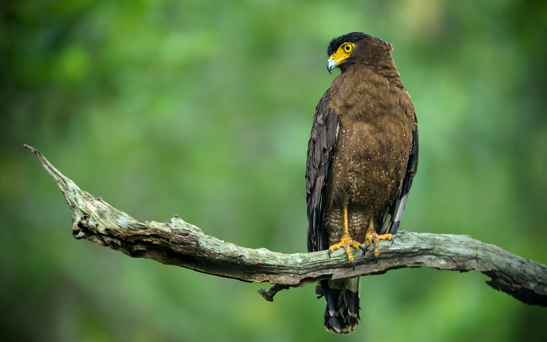 Crested serpent eagle, India