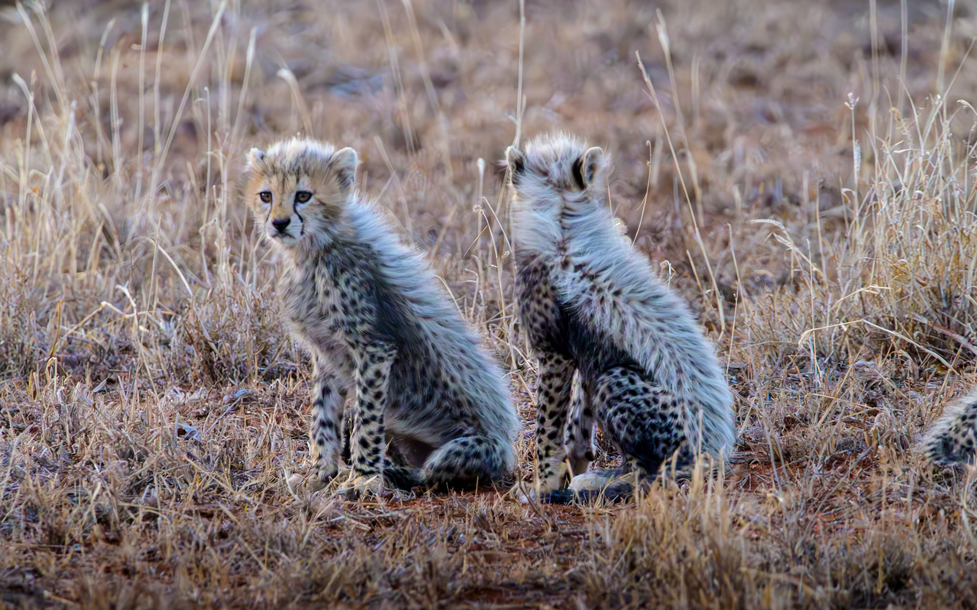 Cheetah cubs hunting at sunset, Kenya