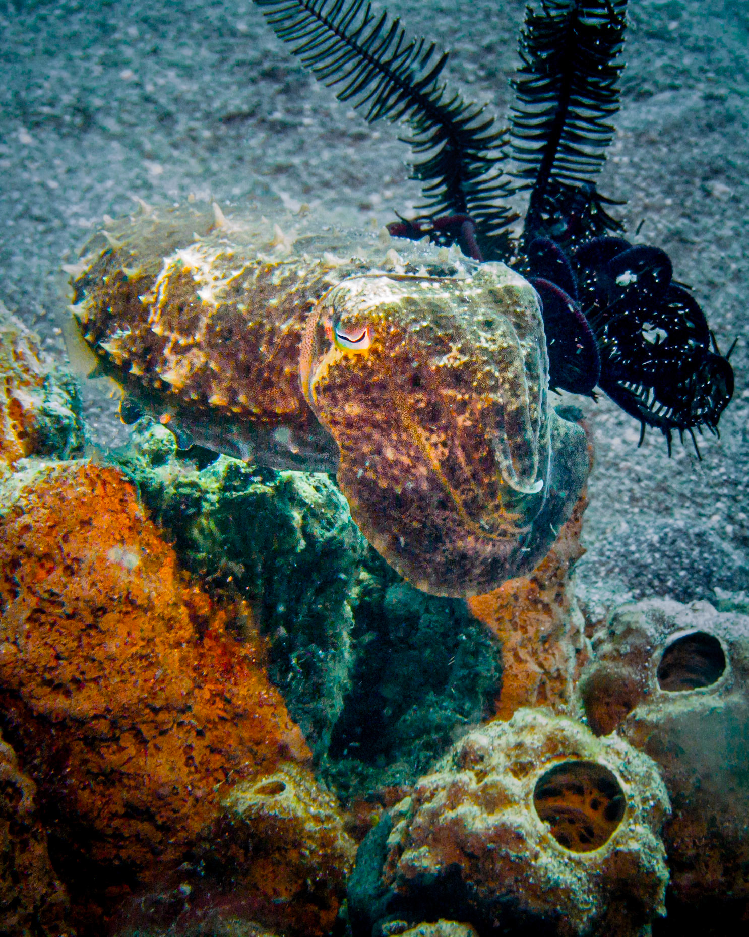 broadclub cuttlefish, Indonesia