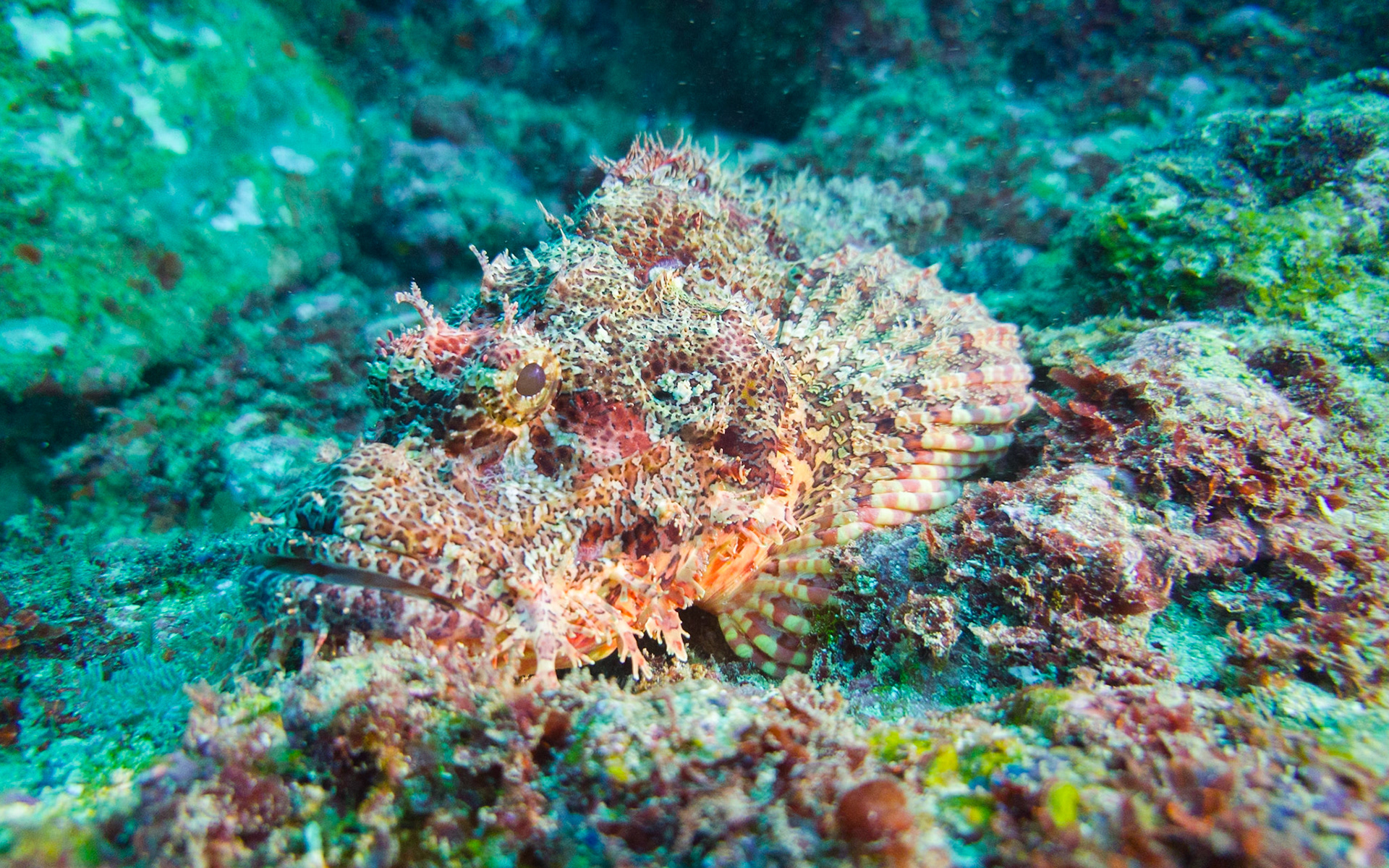 Tassled Scorpionfish, Kenya