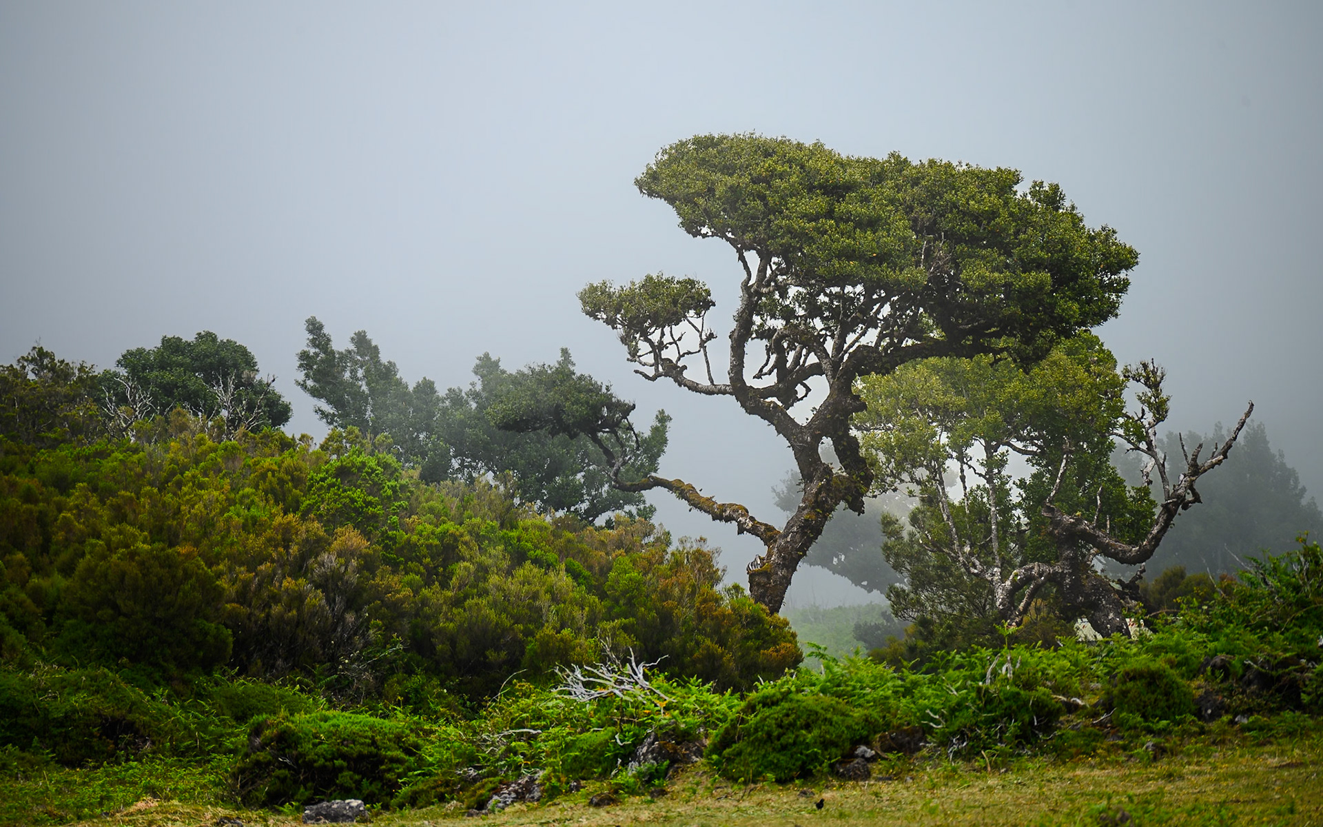 PR13 Vereda do Fanal, Porto Moniz