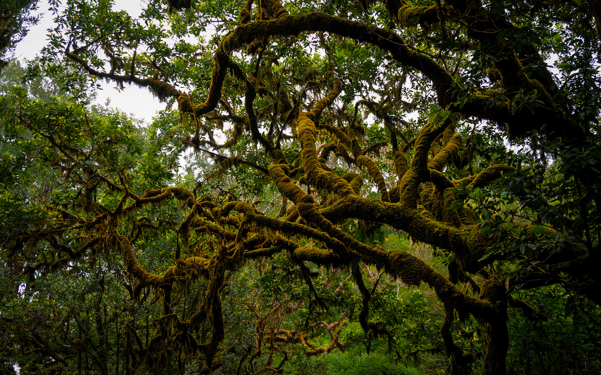 PR13 Vereda do Fanal, Porto Moniz