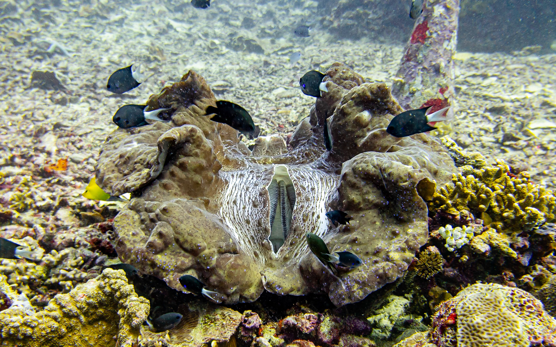 Giant clam, Indonesia