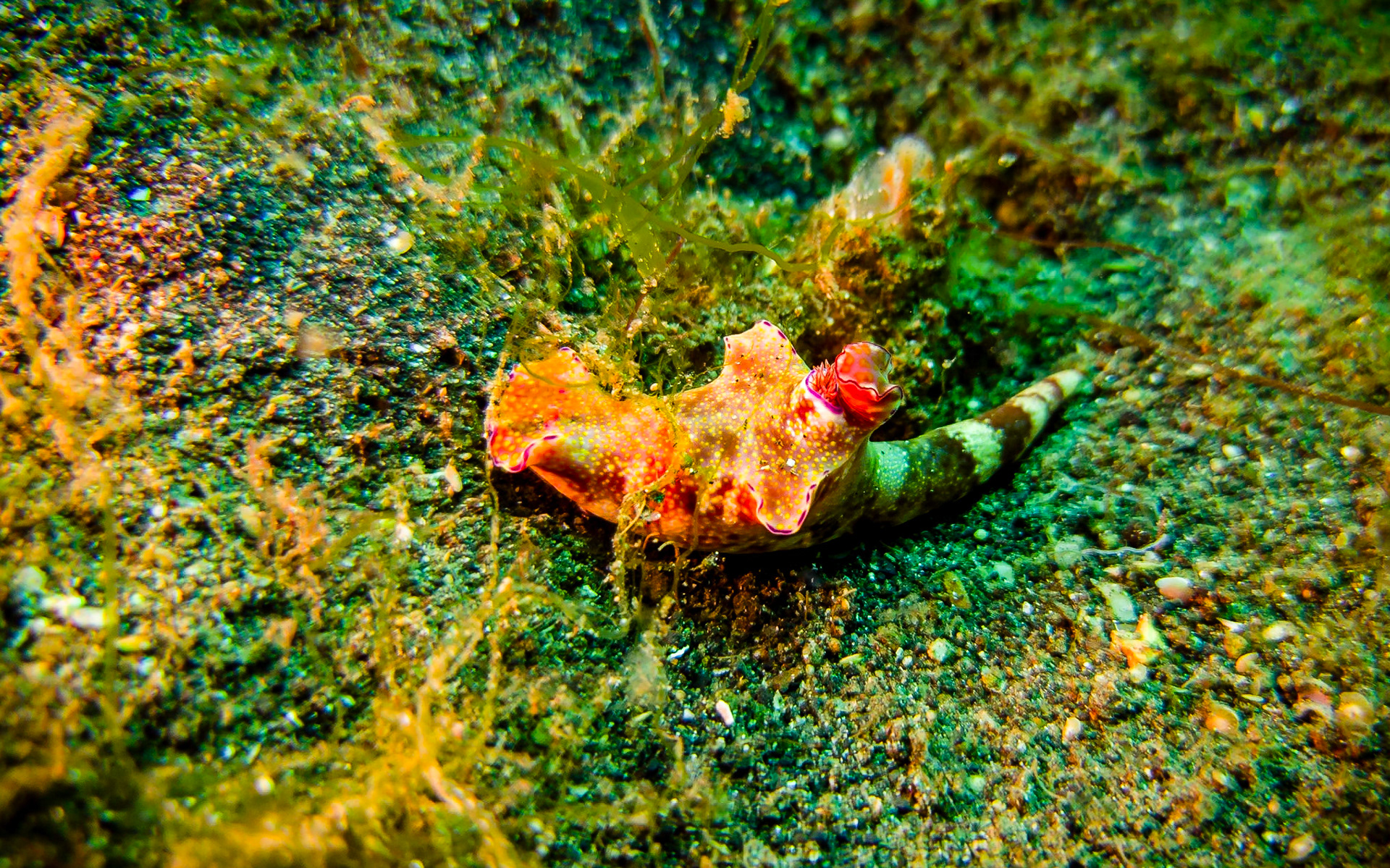 Ceratosoma trilobatum nudibranch, Indonesia