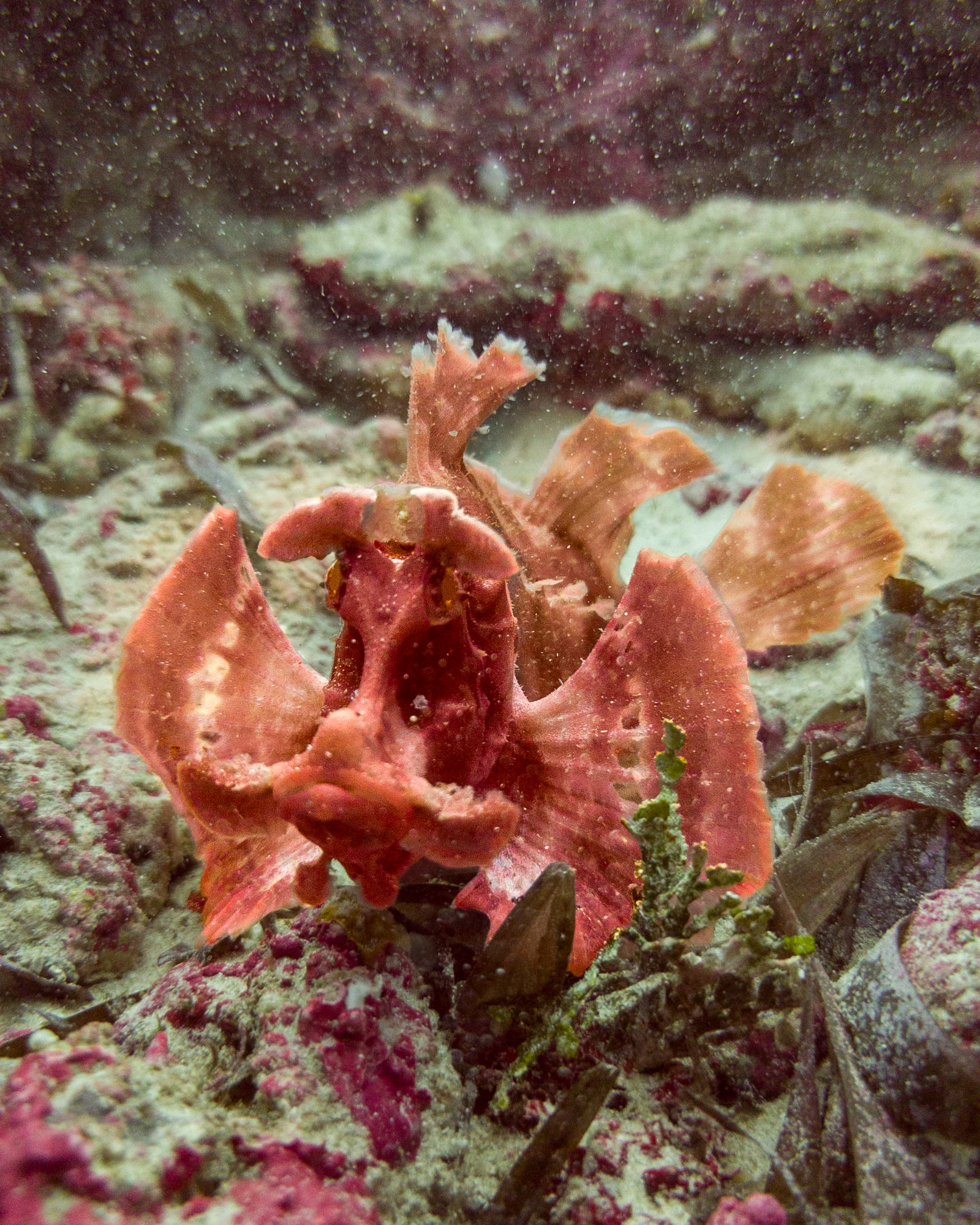 Scorpionfish, Kenya