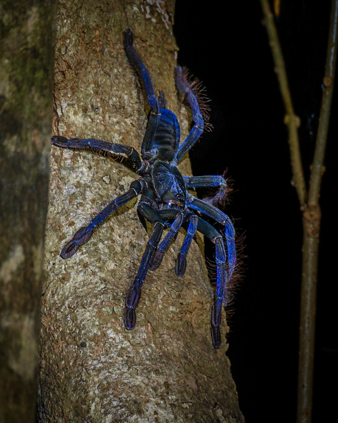 Tarantula, Indonesia