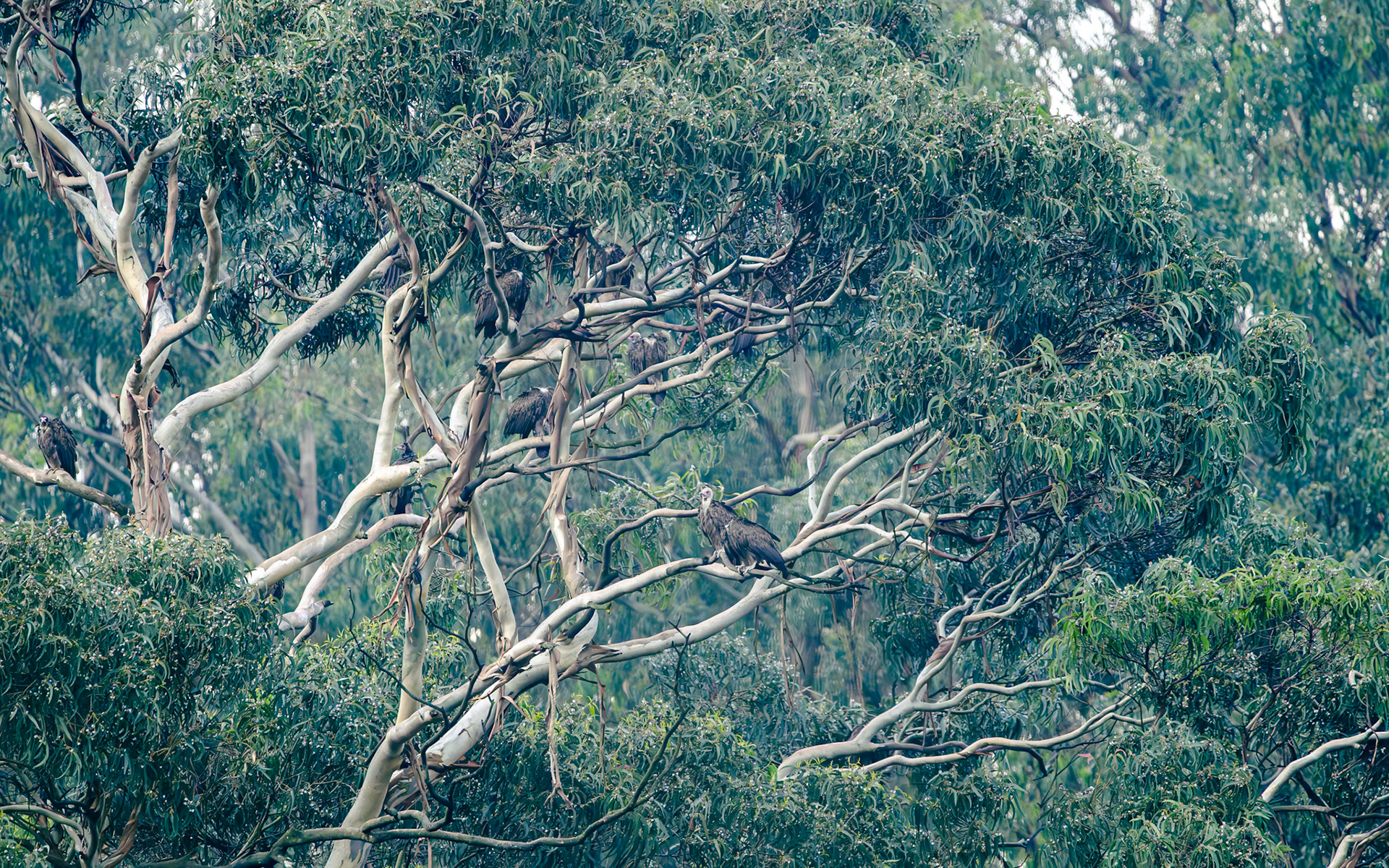 The vulture tree, Ethiopia