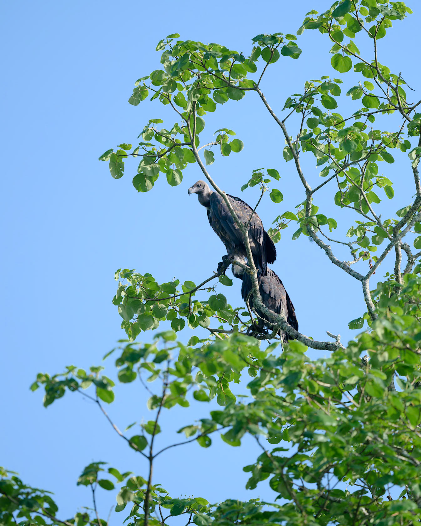 White-rumped vultures, India