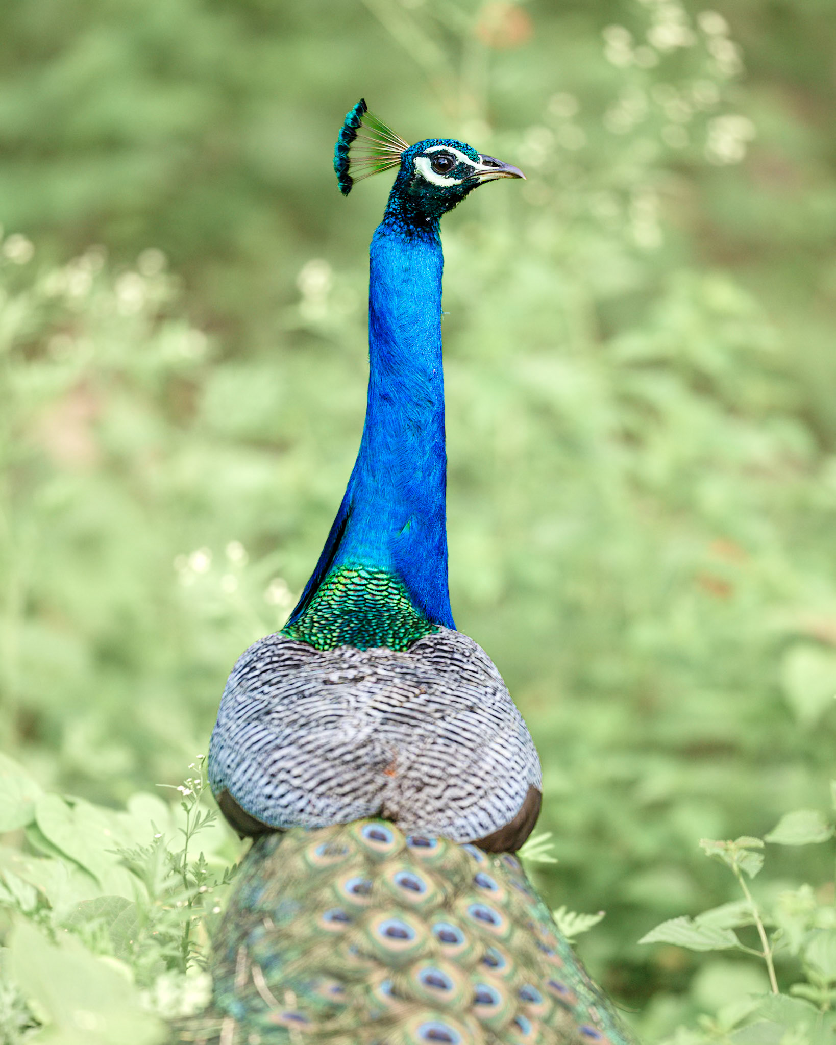 Indian peafowl, India