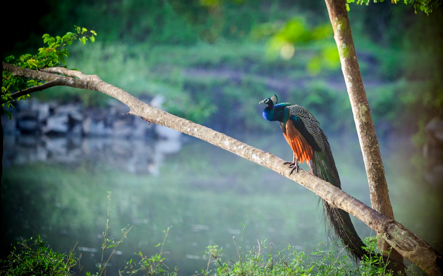 Indian peafowl at sunrise, India