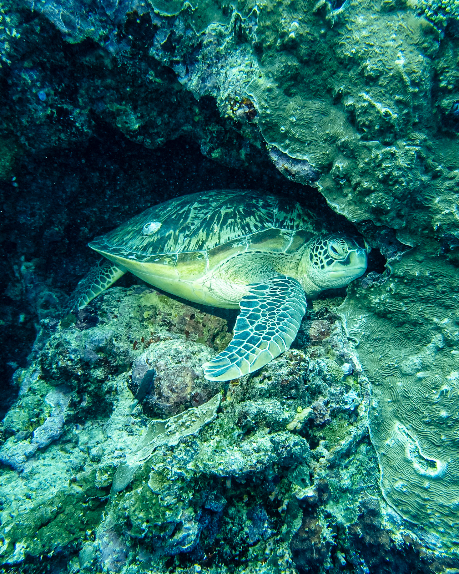 green sea turtle, Indonesia