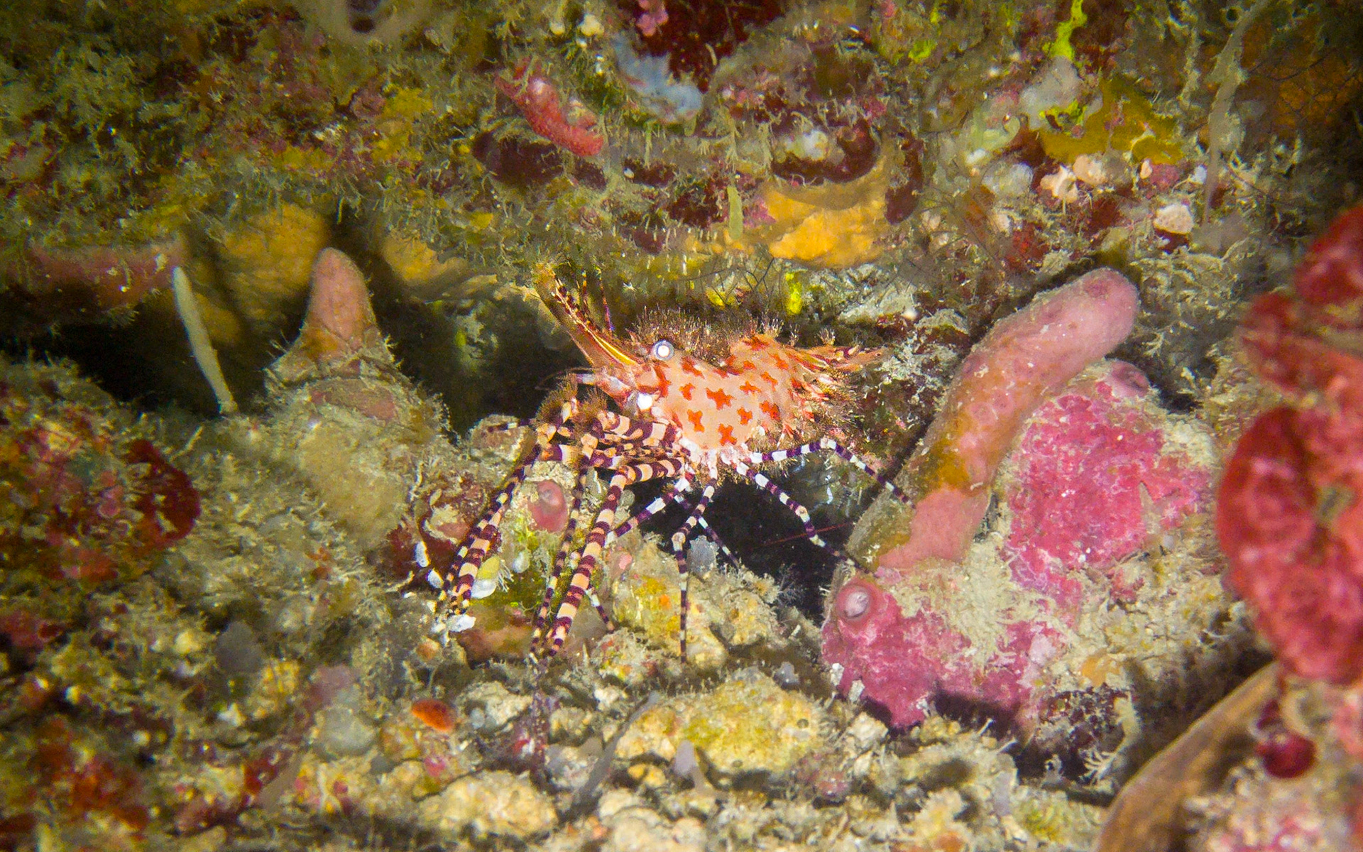 Marbled shrimp, Indonesia