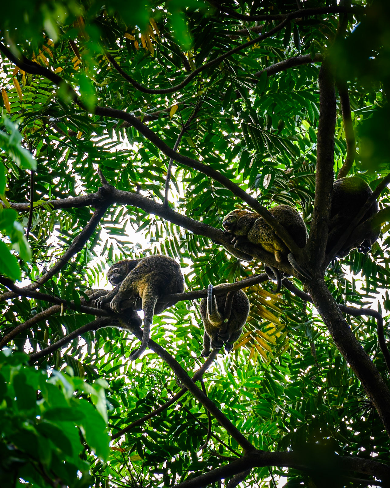 Sulawesi bear cuscus, Indonesia