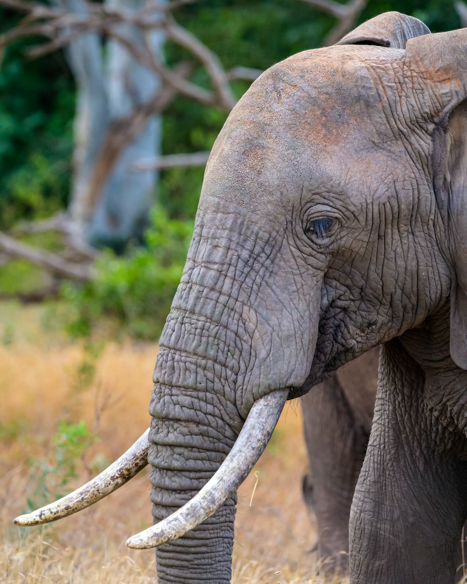 African elephant, Kenya