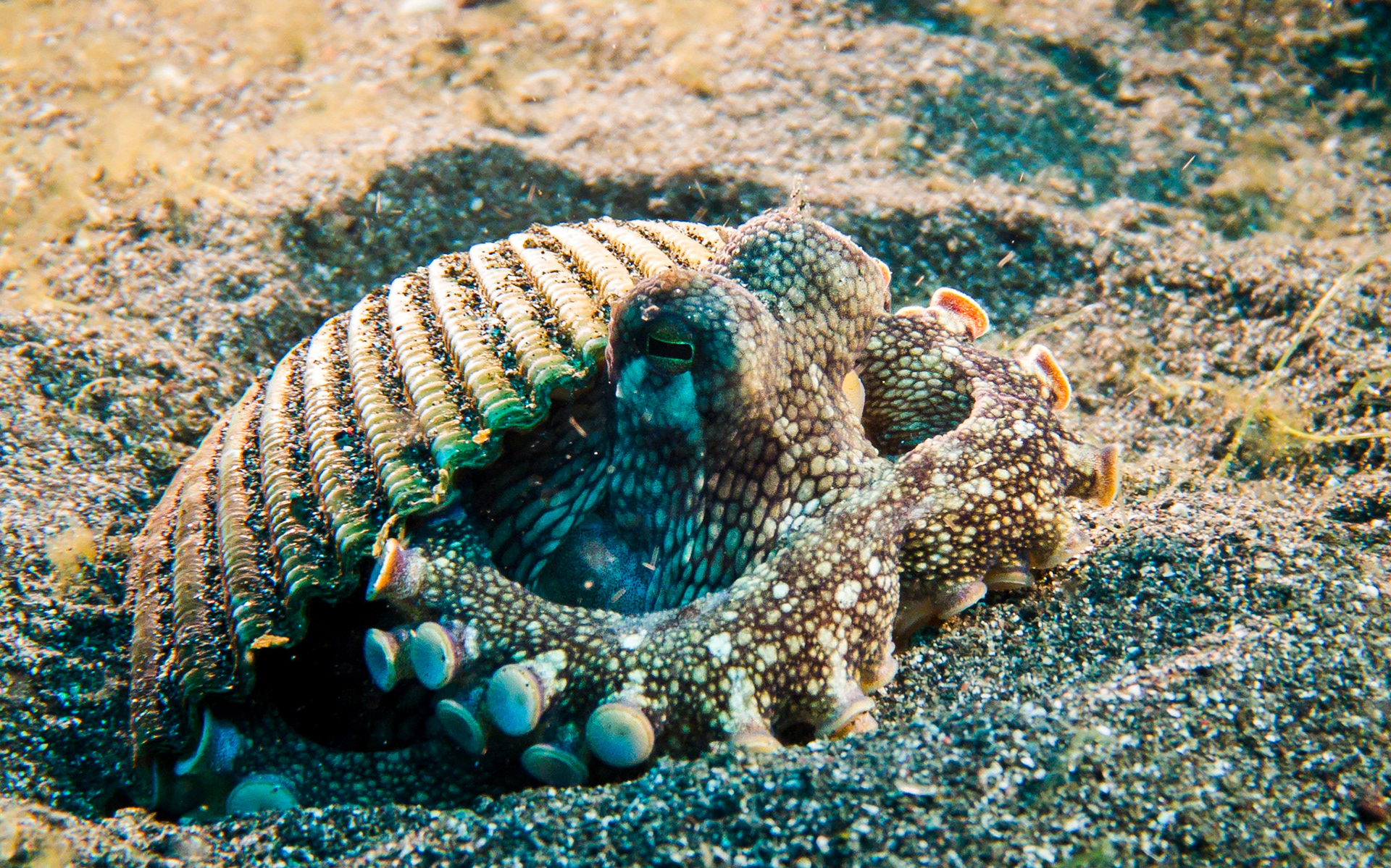 coconut octopus, Indonesia