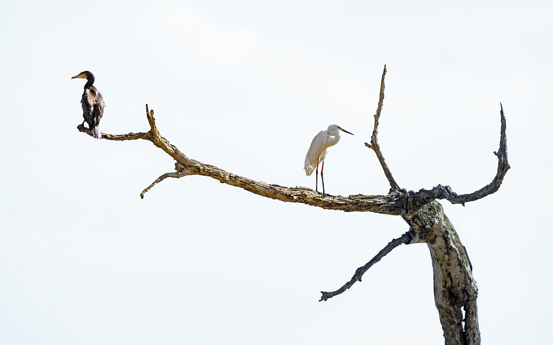 Cormorant and egret, India