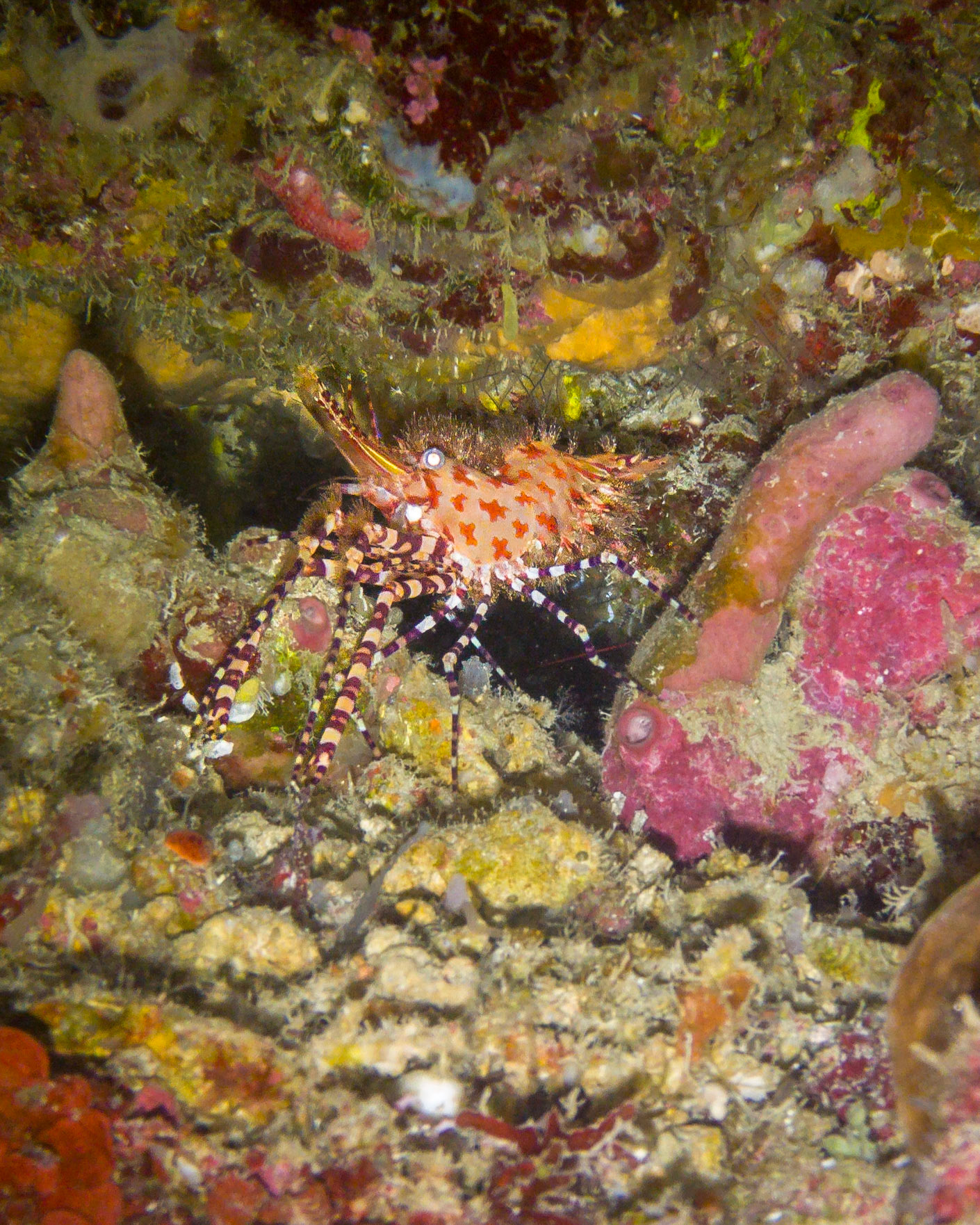 Marbled shrimp, Indonesia