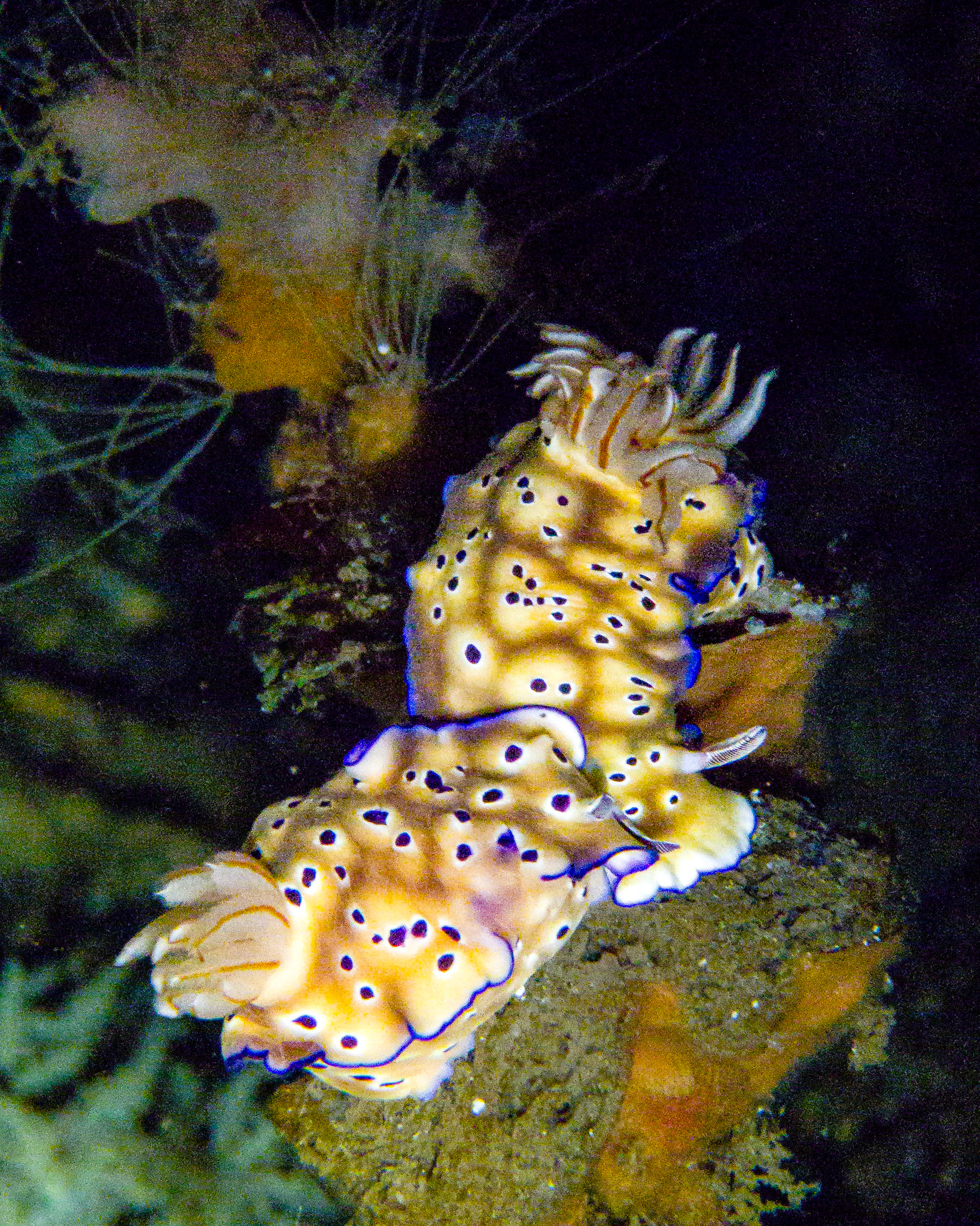 Goniobranchus kuniei nudibranch, Indonesia
