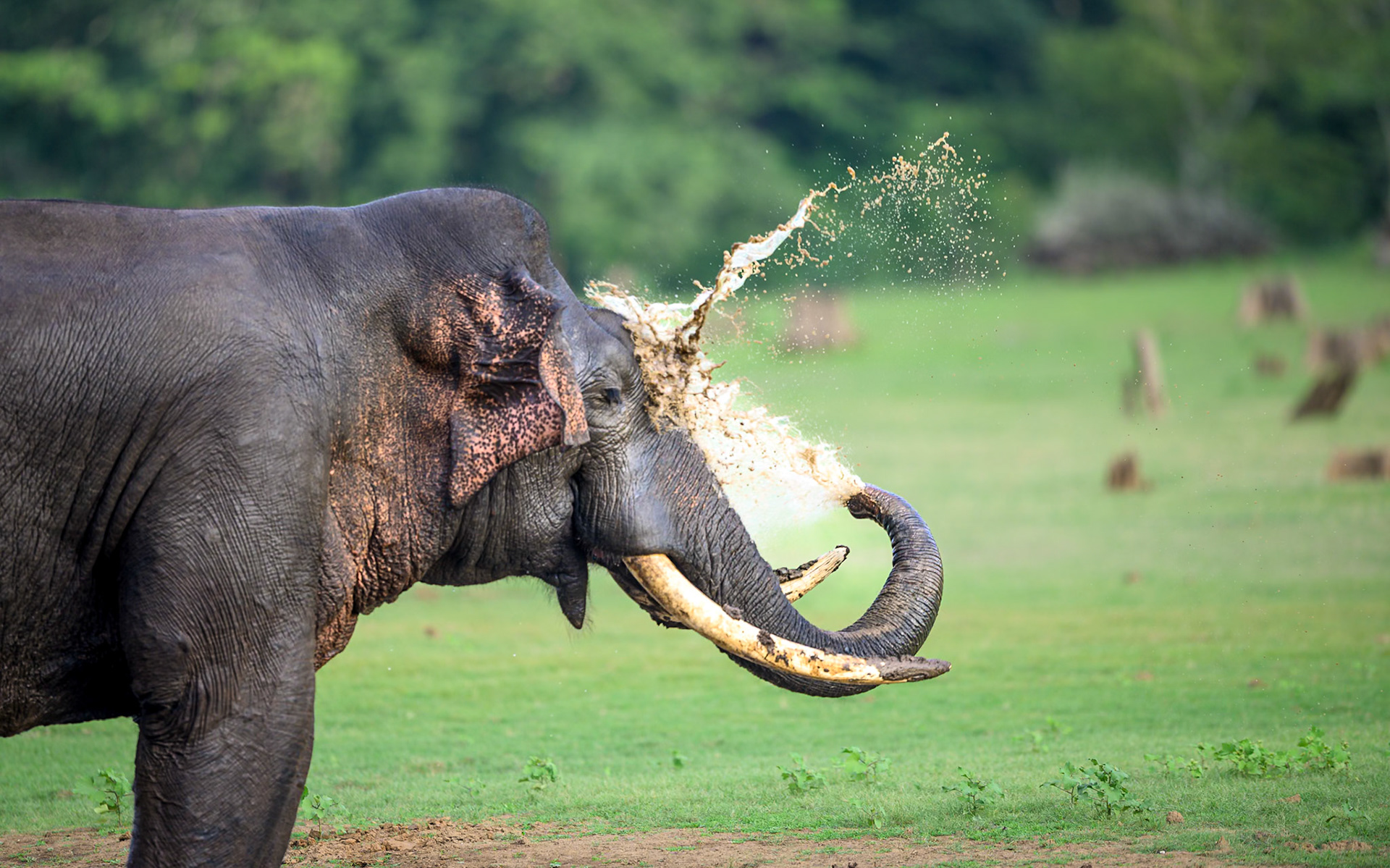 Elephant washing, India
