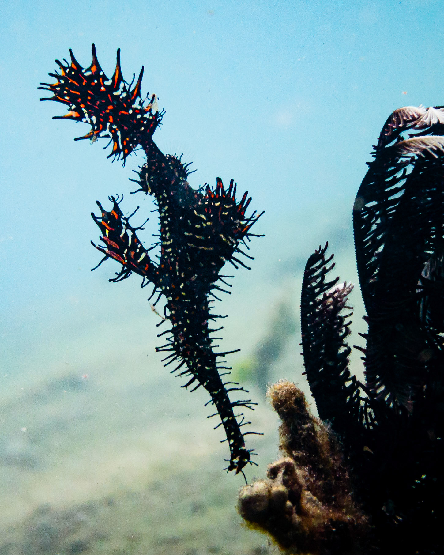 ornate ghost pipefish, Indonesia