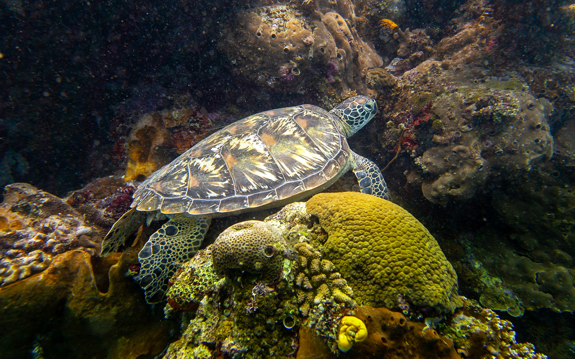 Green sea turtle, Indonesia