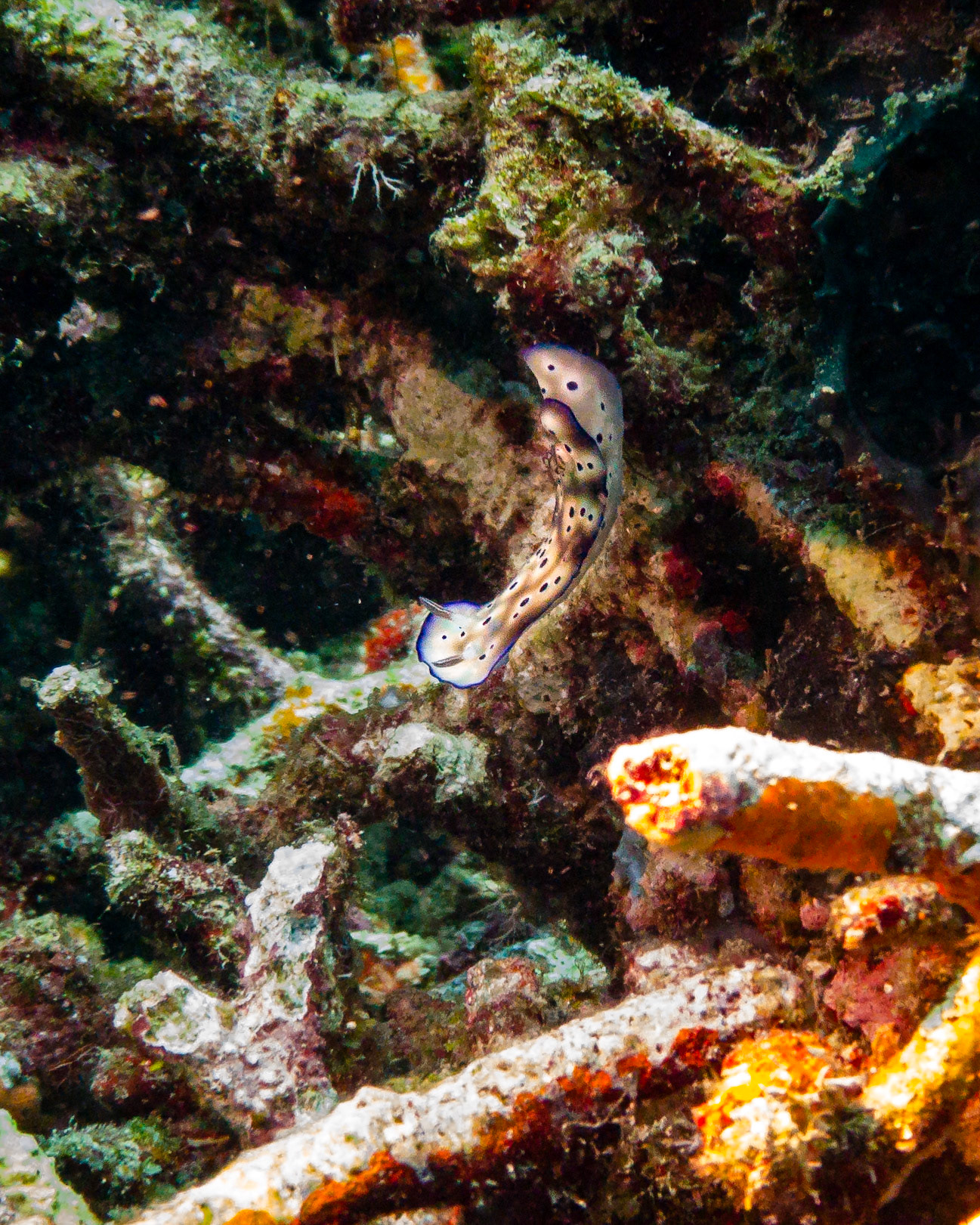 Nudibranch, Indonesia