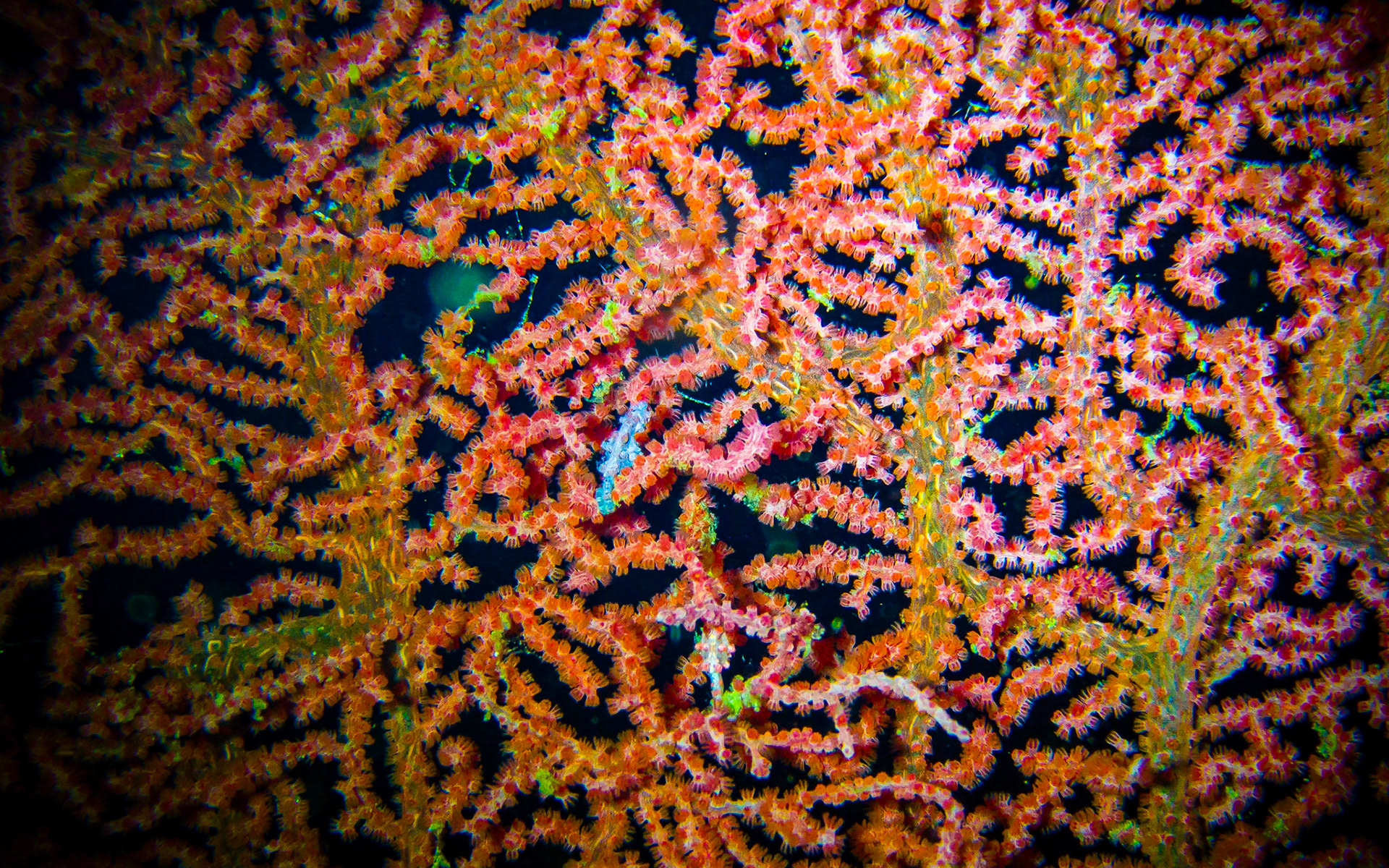 Pygmy seahorse on a fan coral, Indonesia