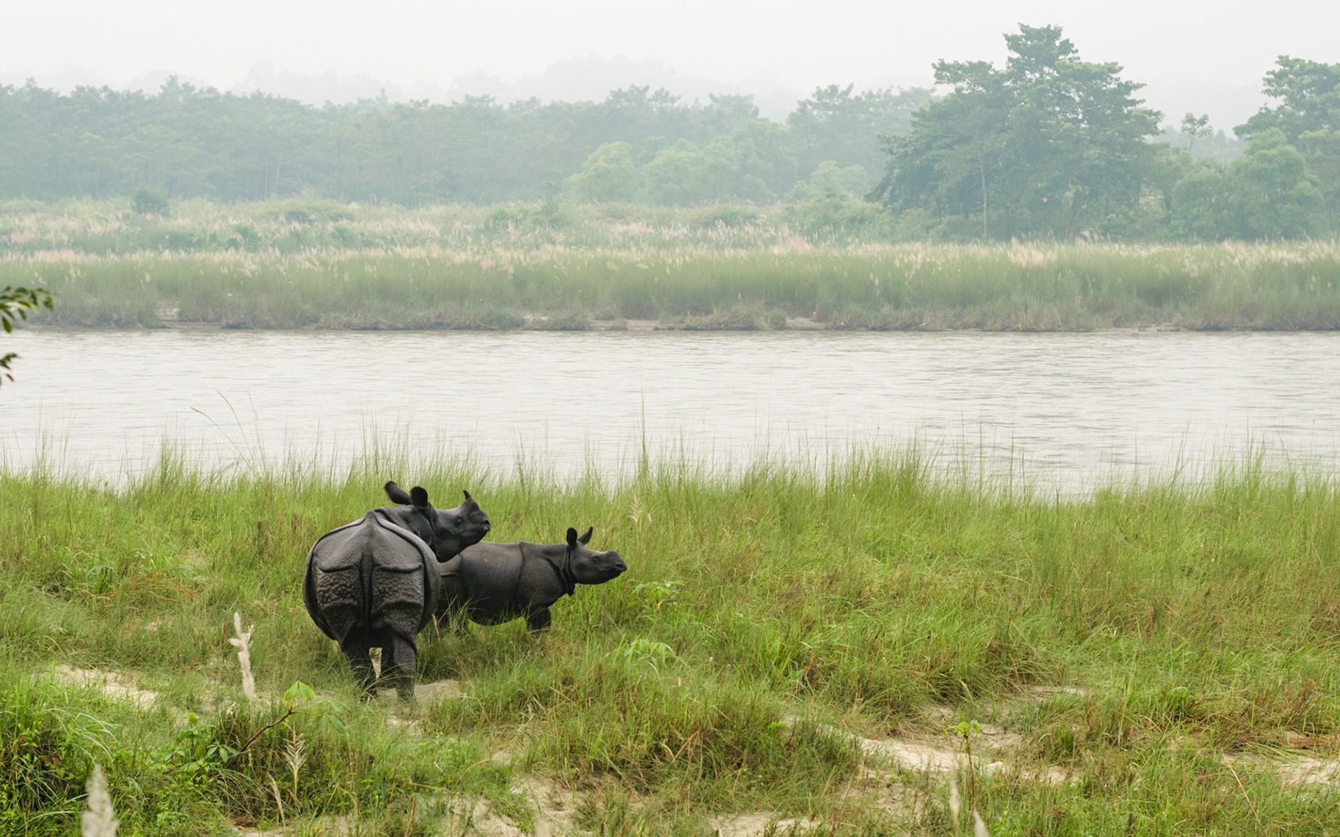 One-horned rhinoceroses, Nepal