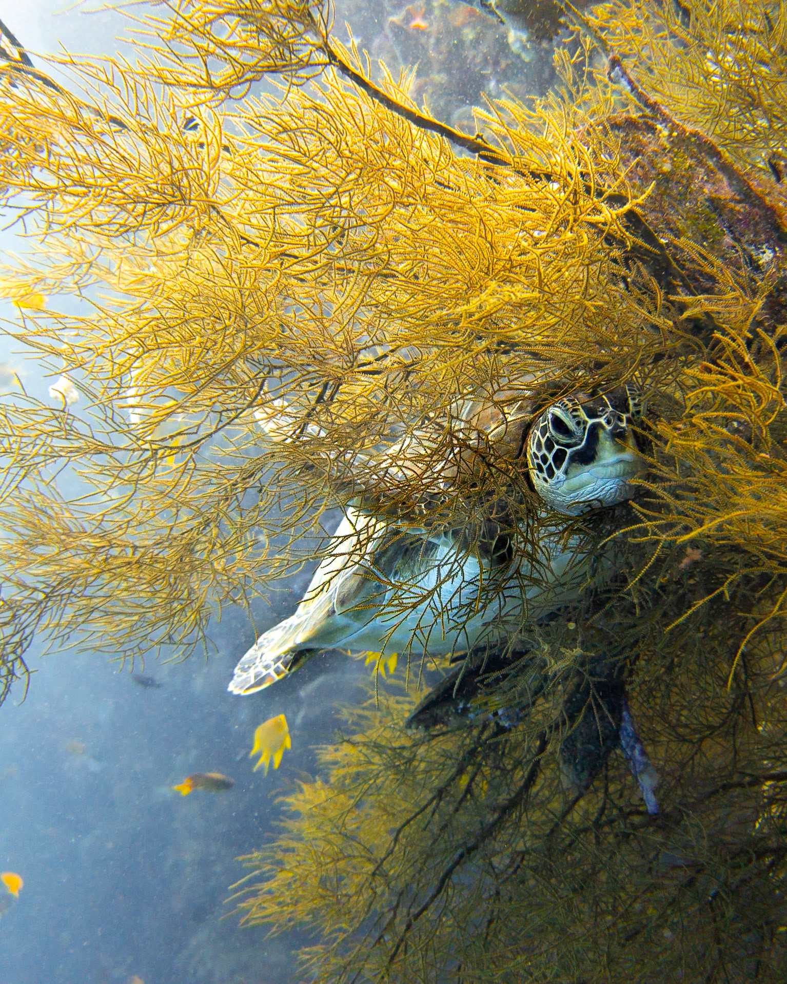 Sea turtle hidden in coral, Indonesia