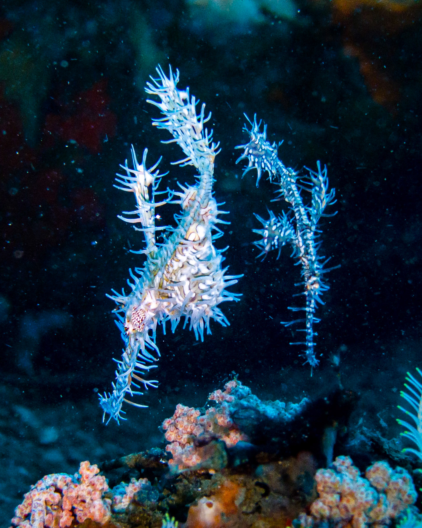 ornate ghost pipefish, Indonesia