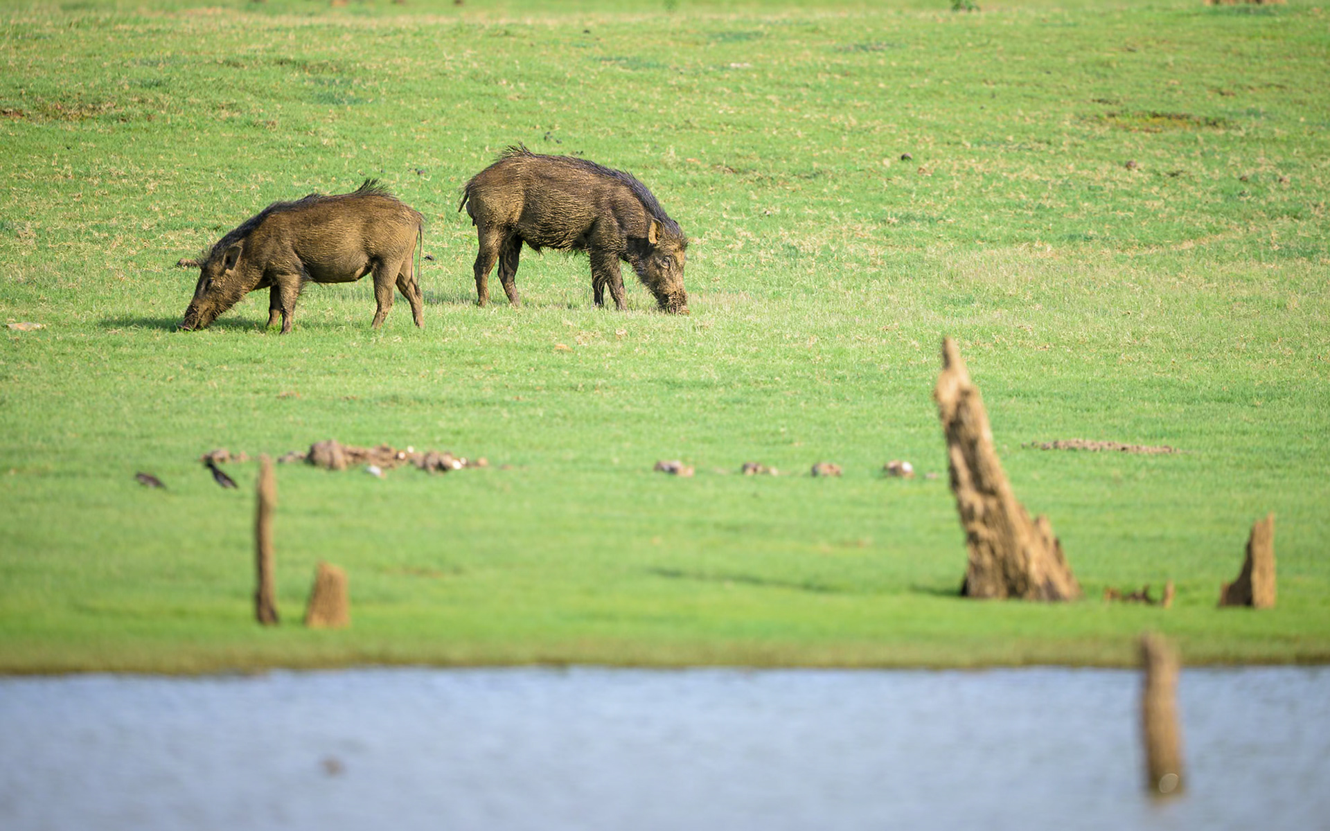 Wild boars, India