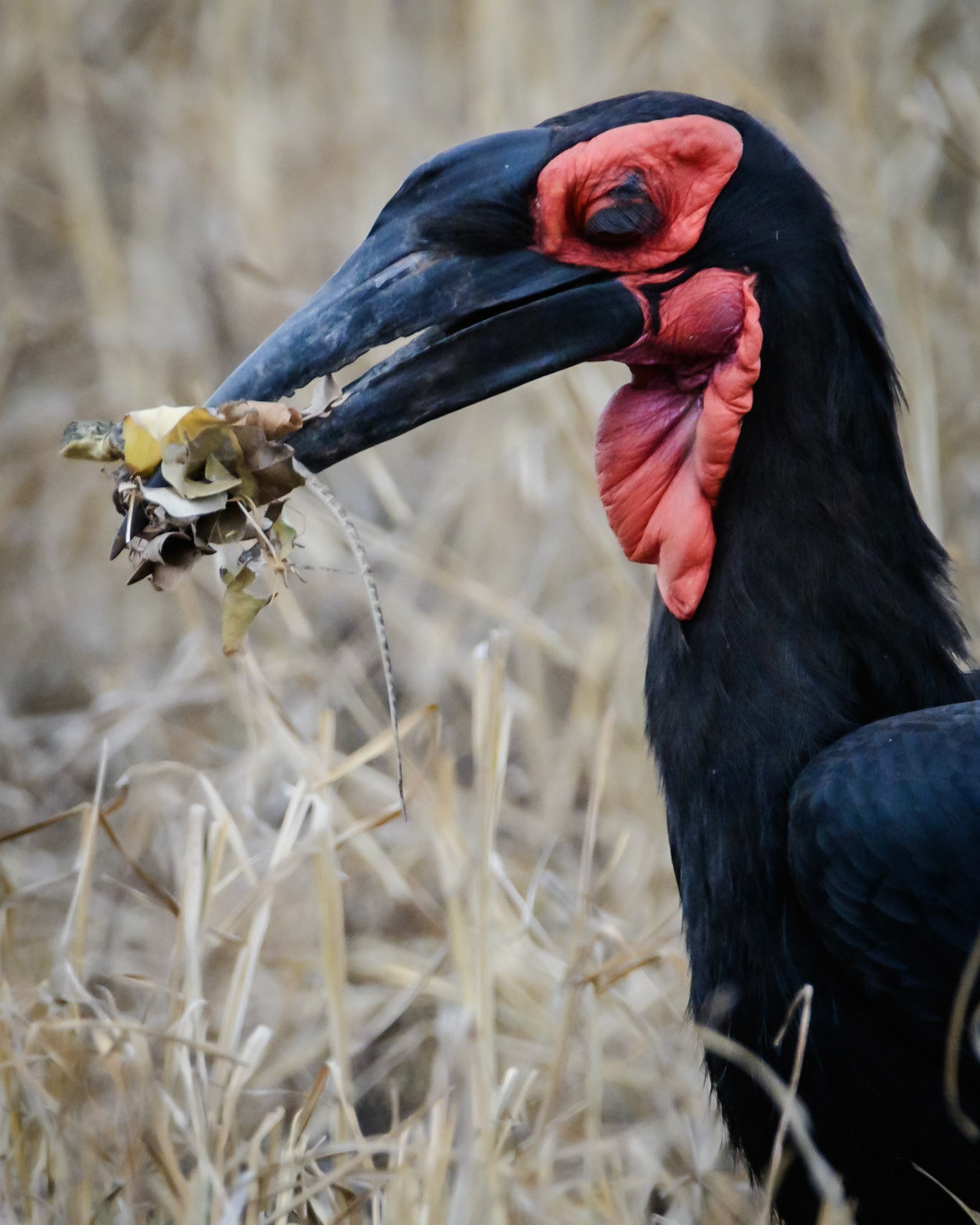 Southern Ground Hornbill hunting a lizard, Kenya
