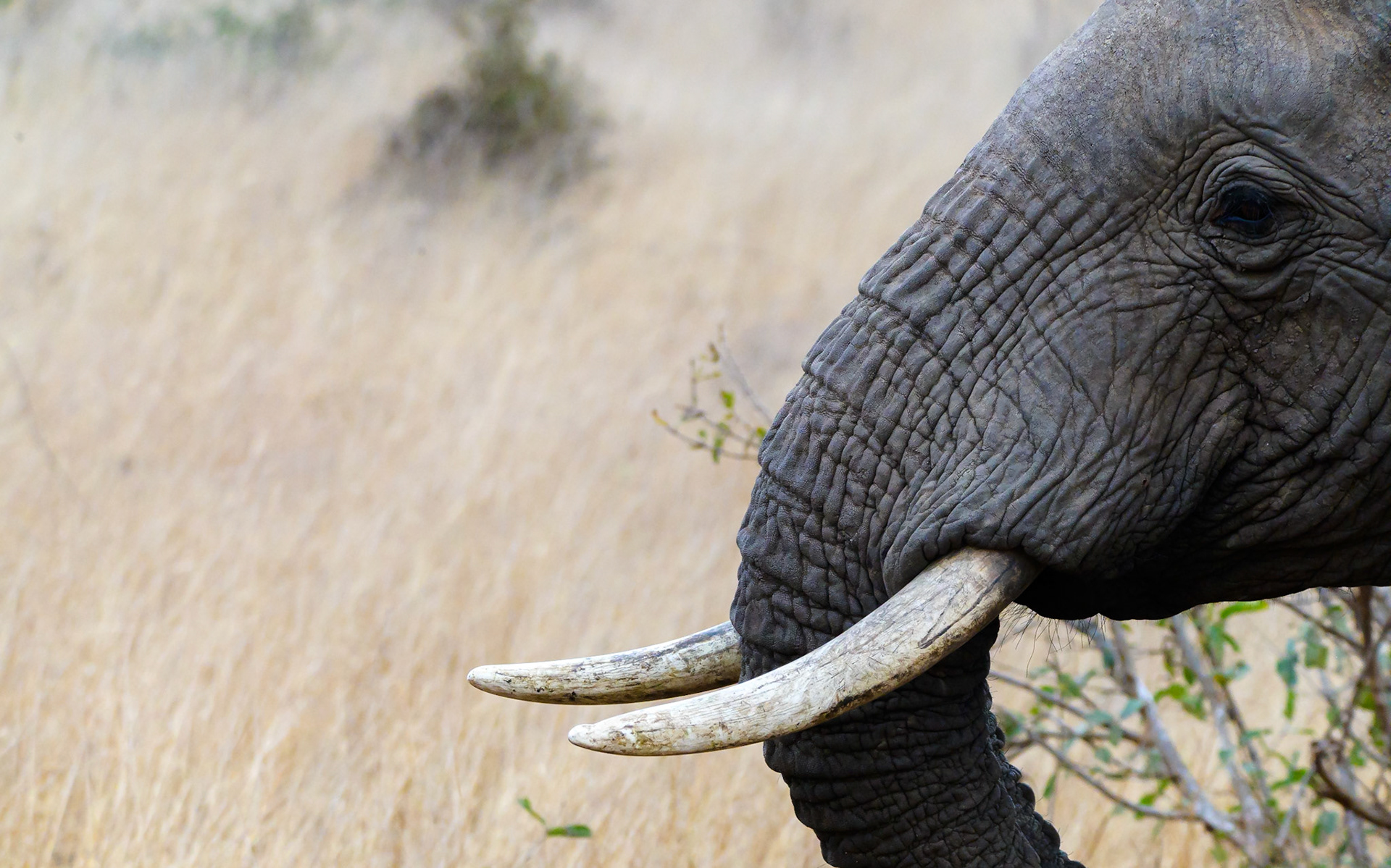 African elephant, Kenya