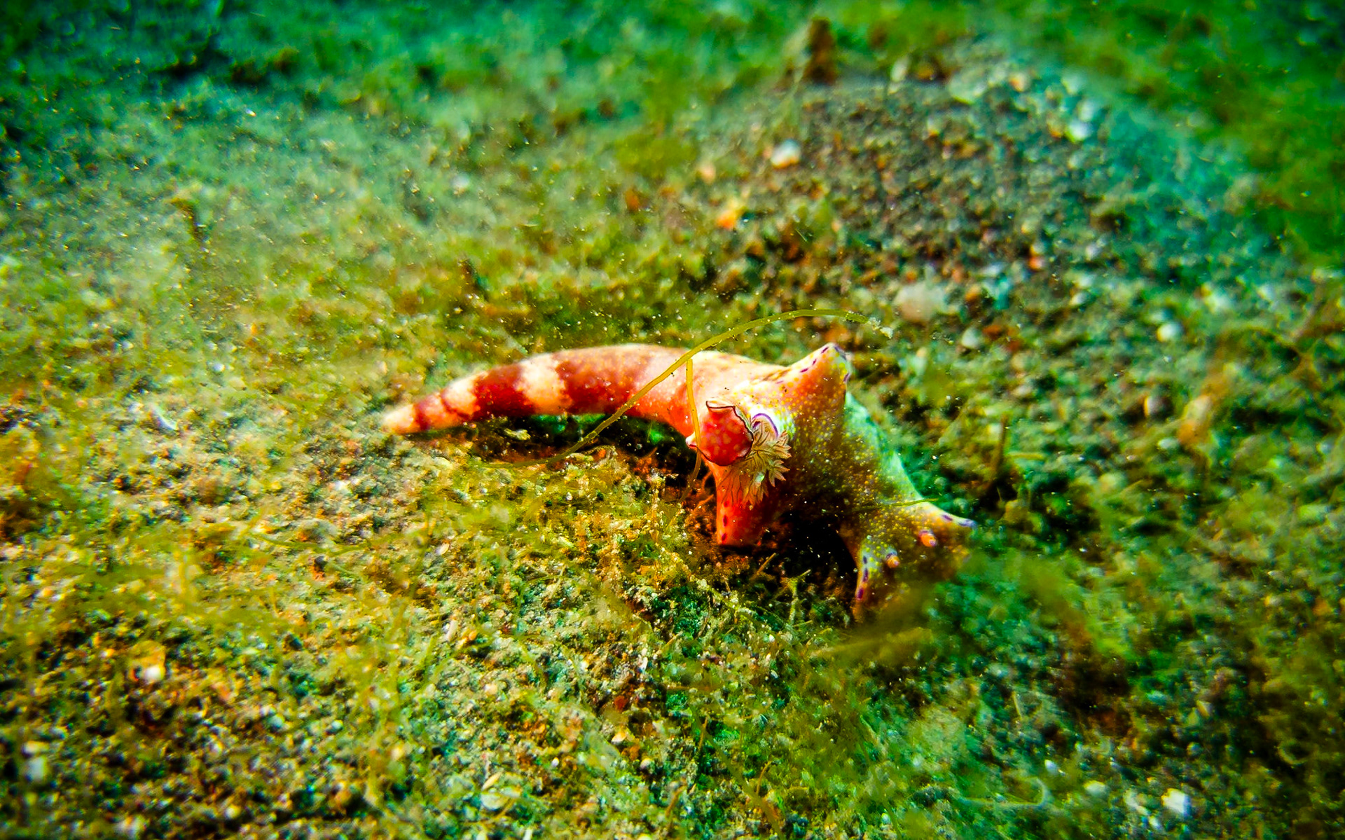nudibranch, Indonesia
