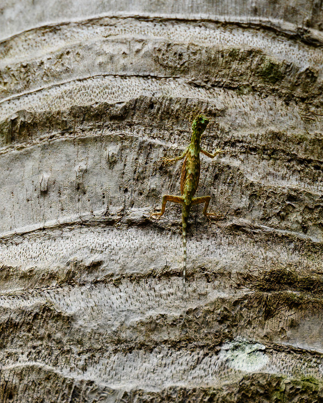Flying lizard, Indonesia