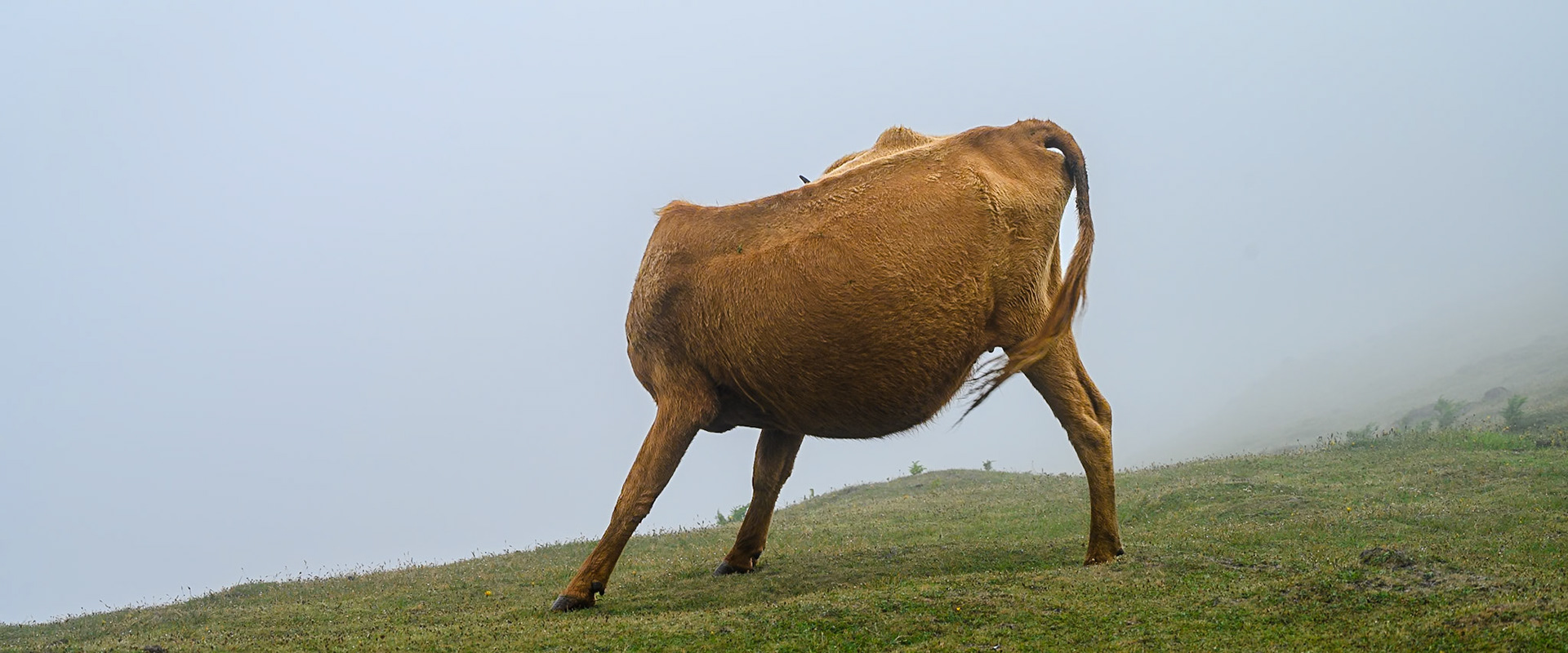 PR13 Vereda do Fanal, Porto Moniz