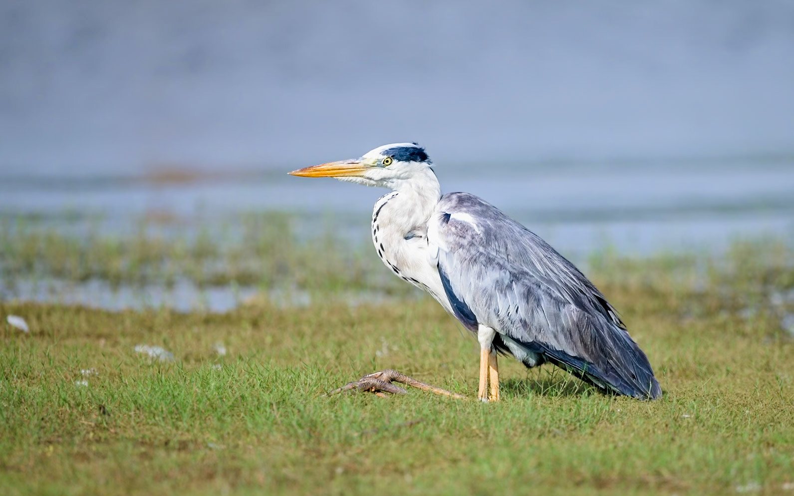 Grey heron, India