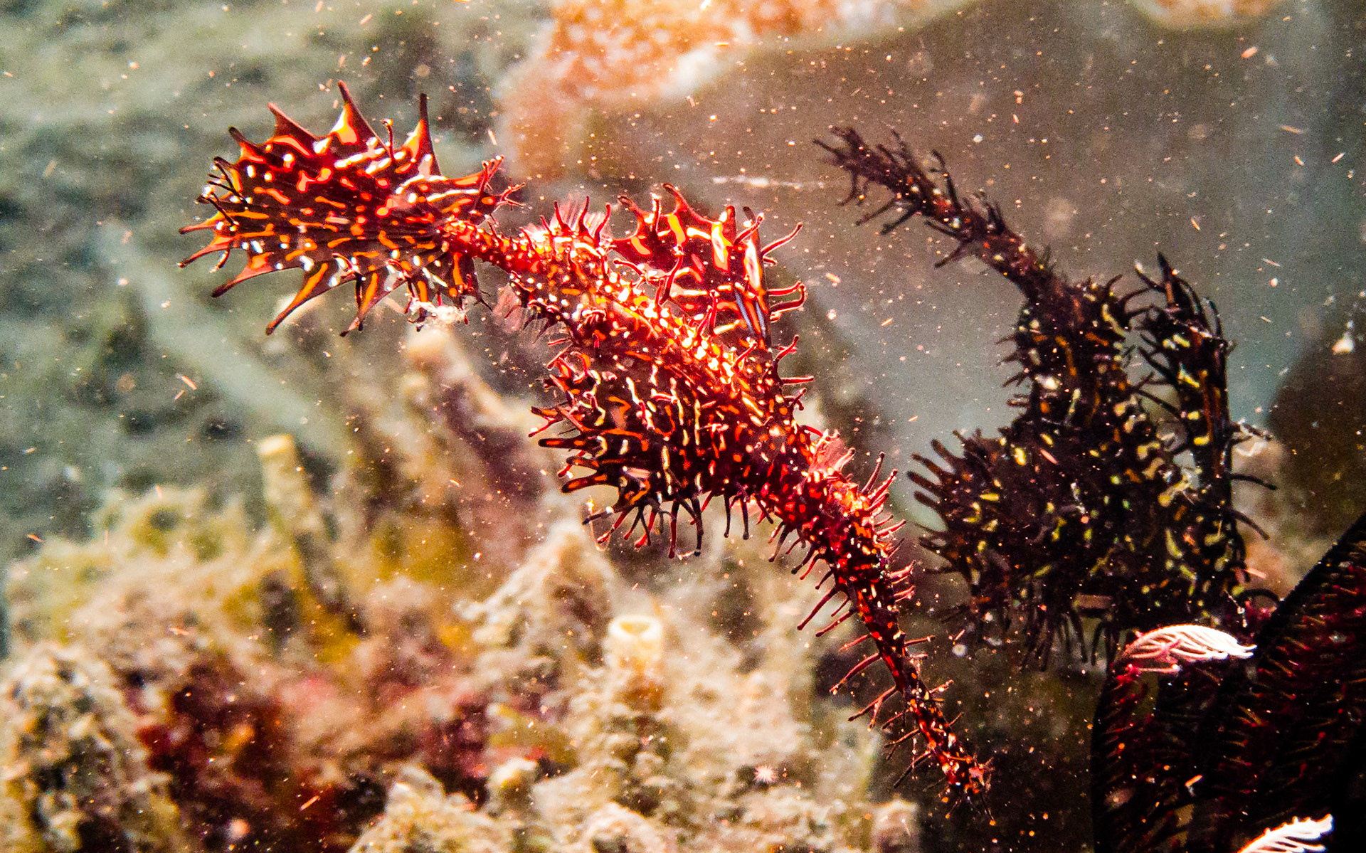ornate ghost pipefish, Indonesia