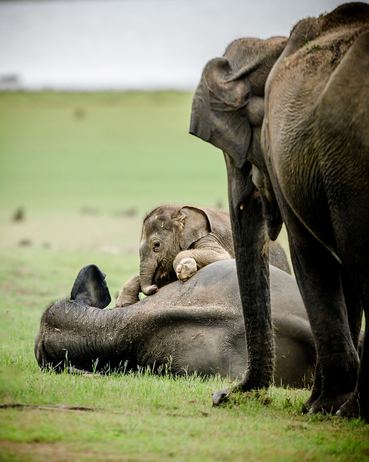 Elephant calf playing with the mother, India